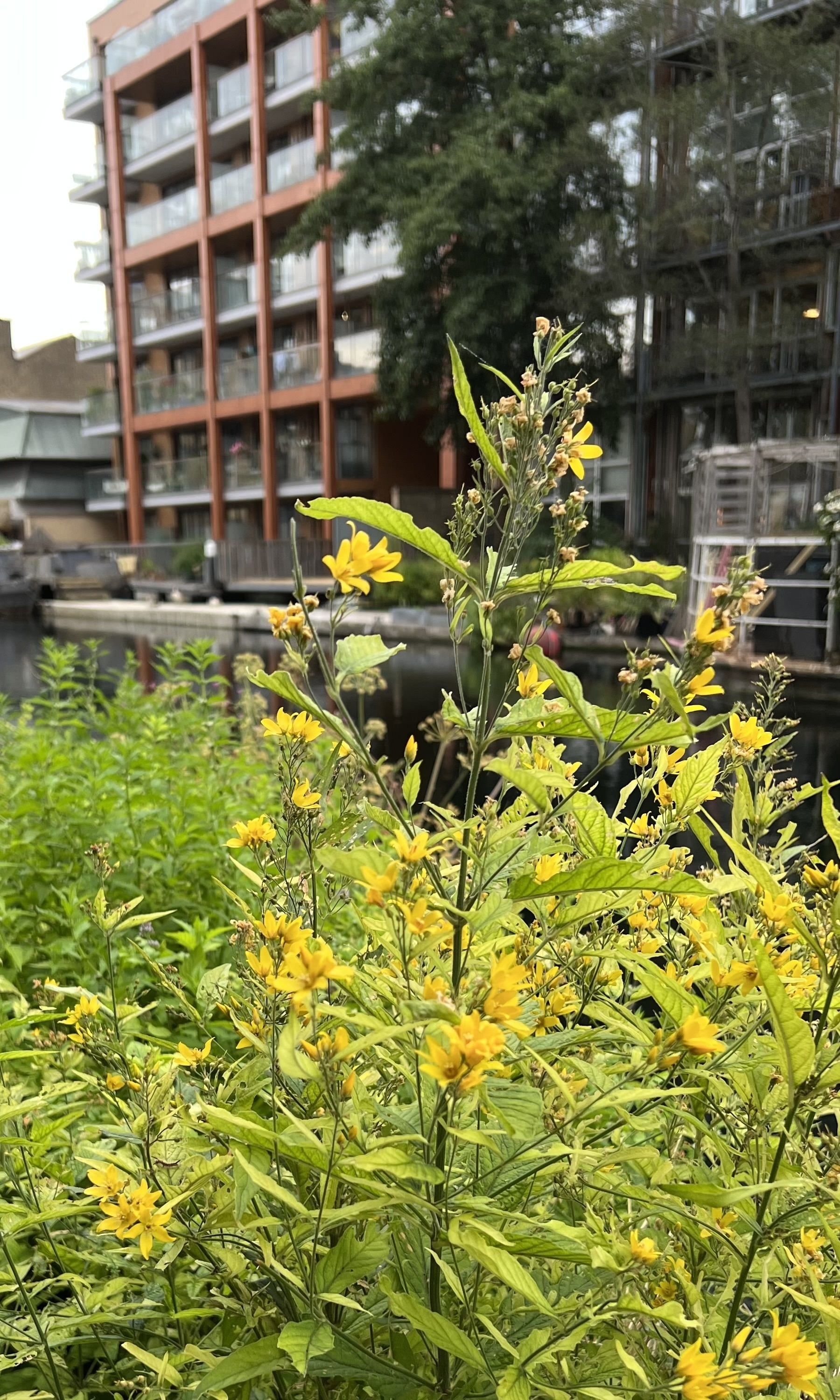 A close up of small yellow flowers, with a canal and apartment blocks in the background.