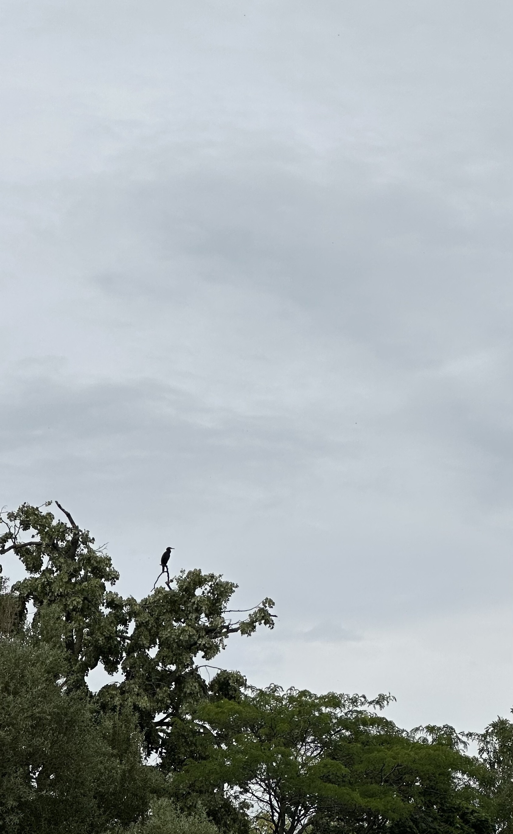 A heron perched on the top of some trees