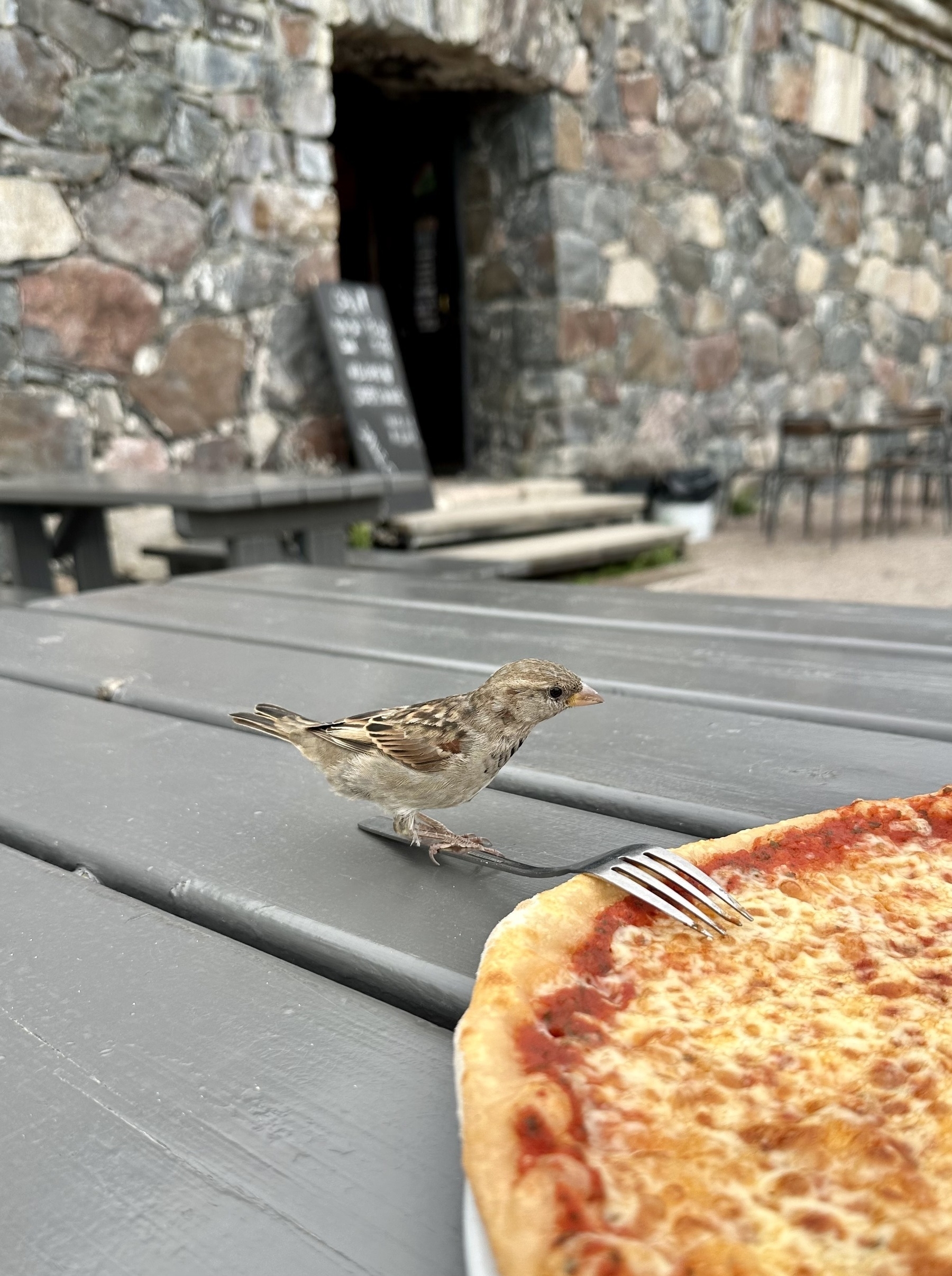 A sparrow perched on a fork next to a pizza.