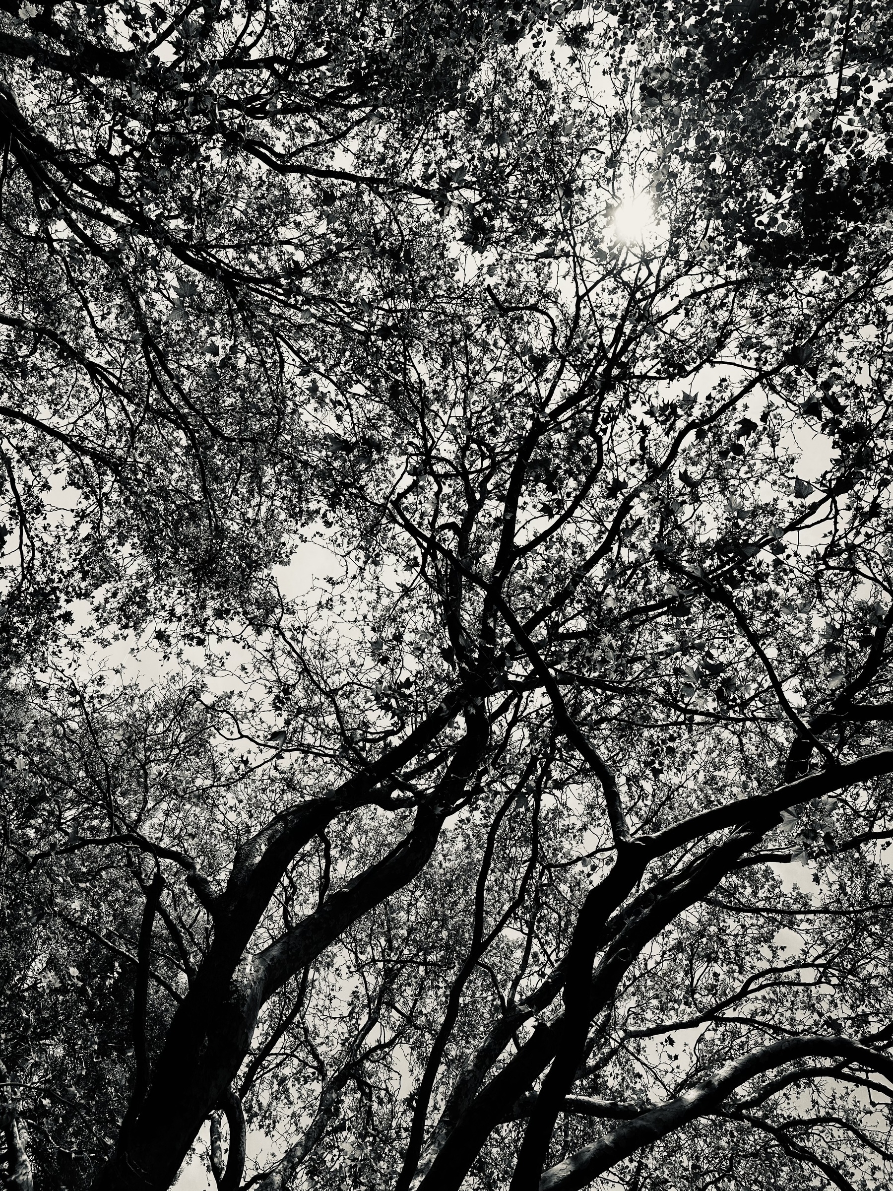 Black and white photo, looking up through tree branches at the sky and sun.