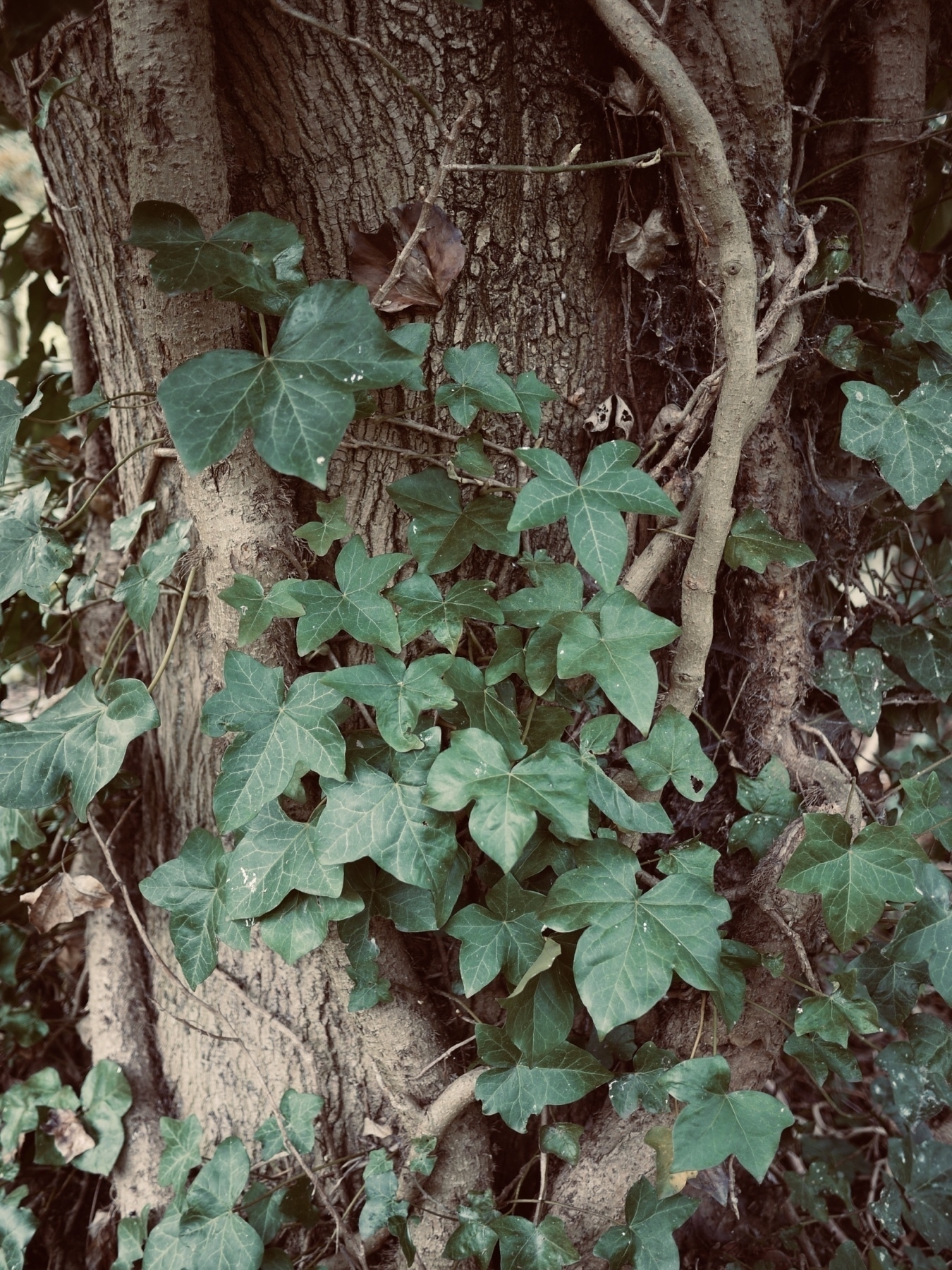 Photo of ivy growing up a large tree.