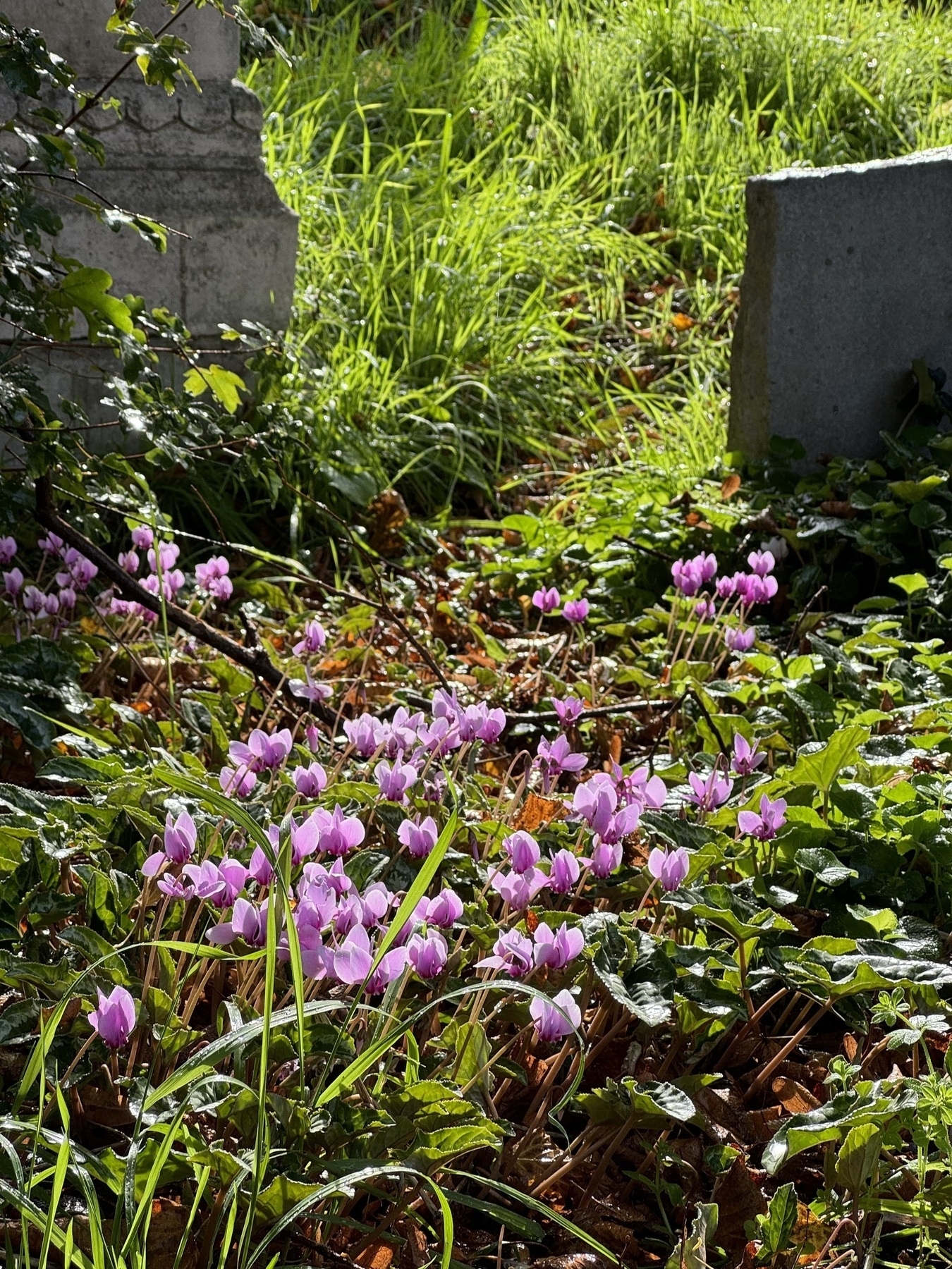 Some purple sowbread flowering in a graveyard in the sun.