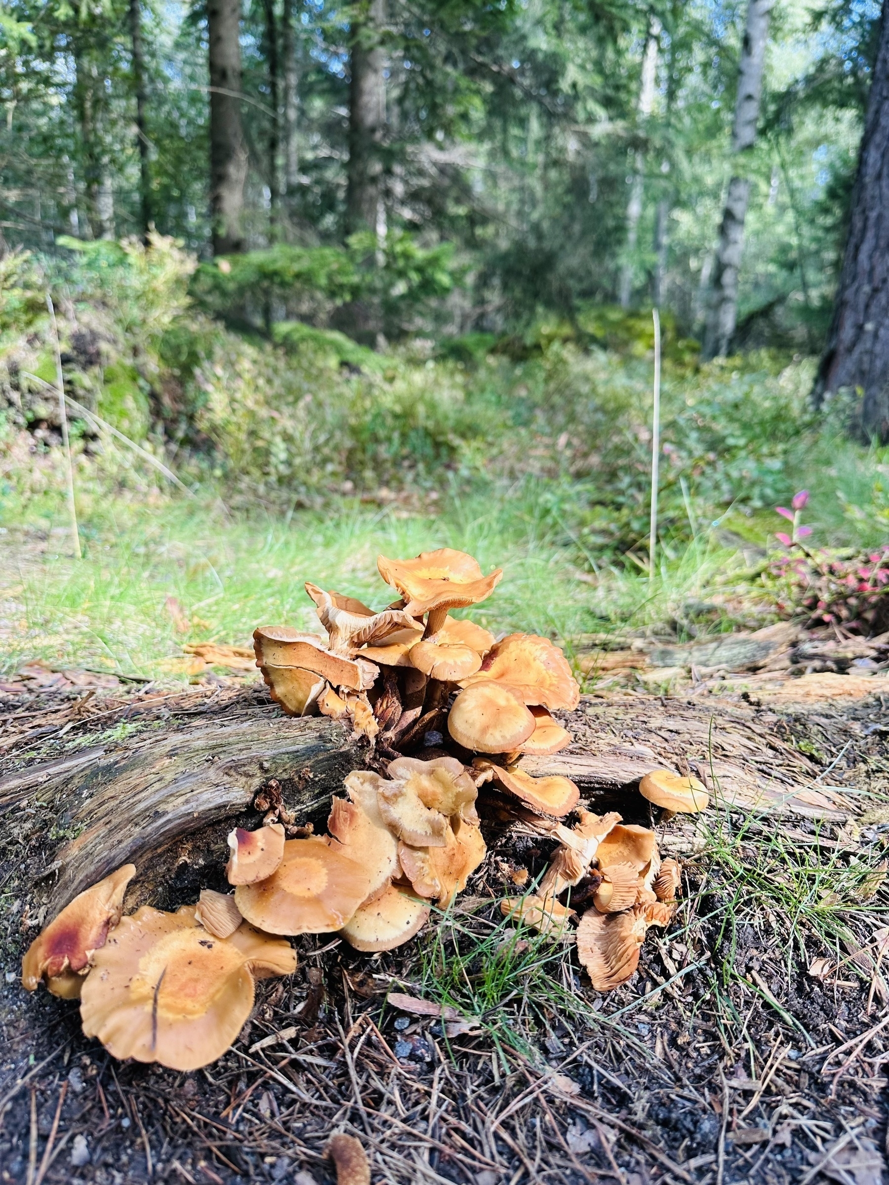 Mushrooms growing out of a log, with a forest in the background.