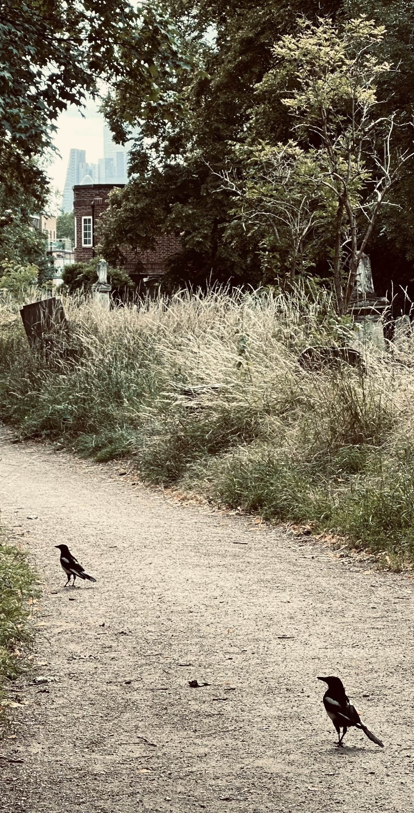 Two magpies stood on a dirt path in a cemetery. Skyscrapers from the city of London can be seen in the background.