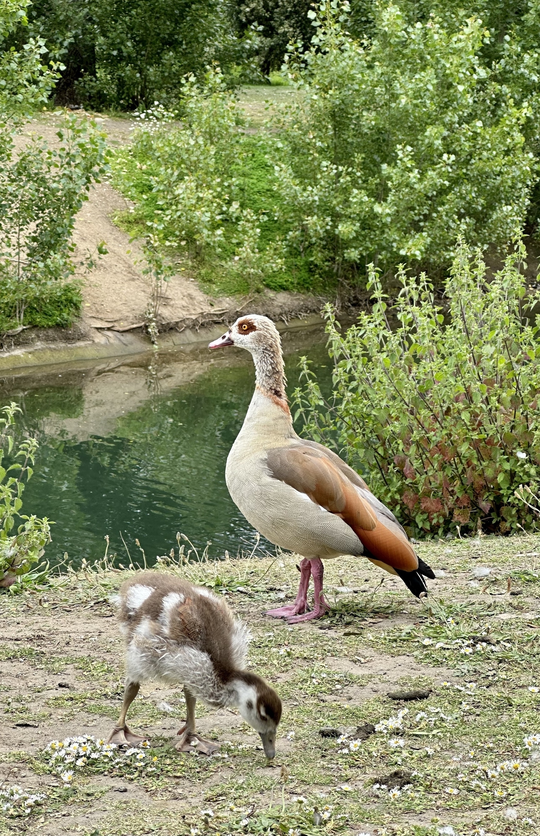 An Egyptian goose standing on the bank of a lake, with a gosling in front of it.