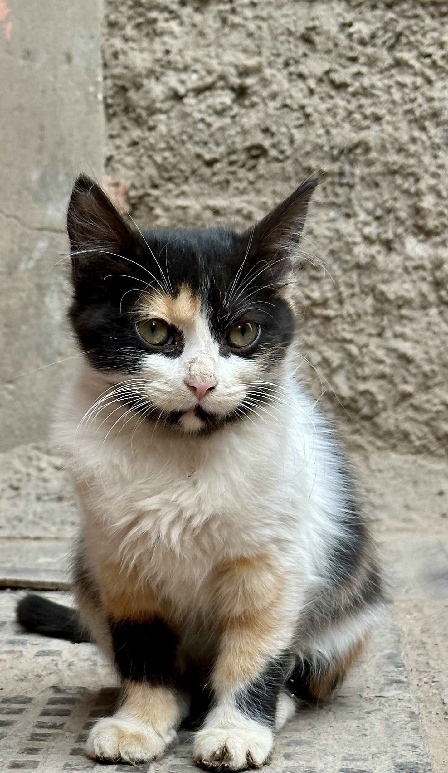 A stray kitten in Marrakesh.
