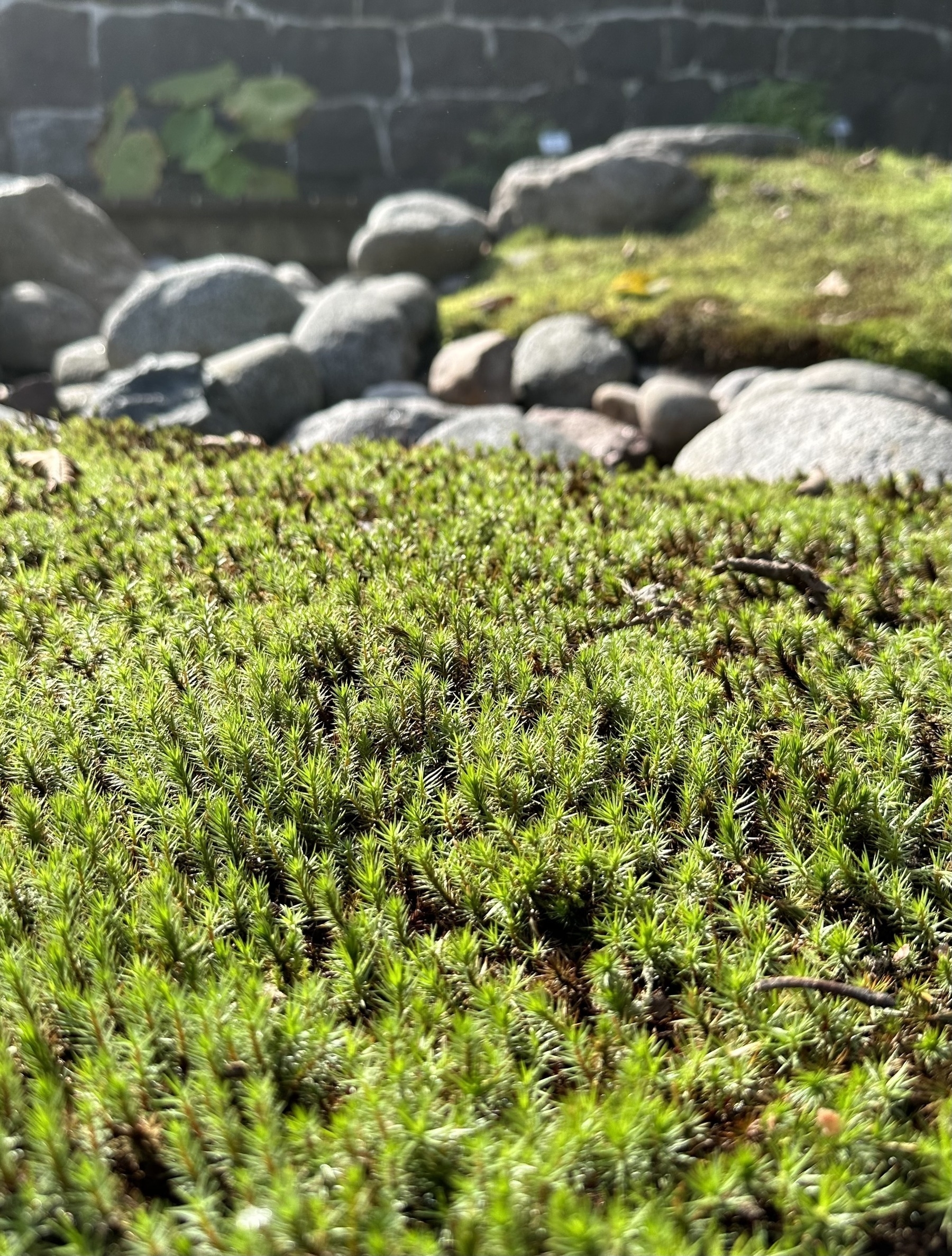 Haircap moss in the foreground, with some stones in the background.