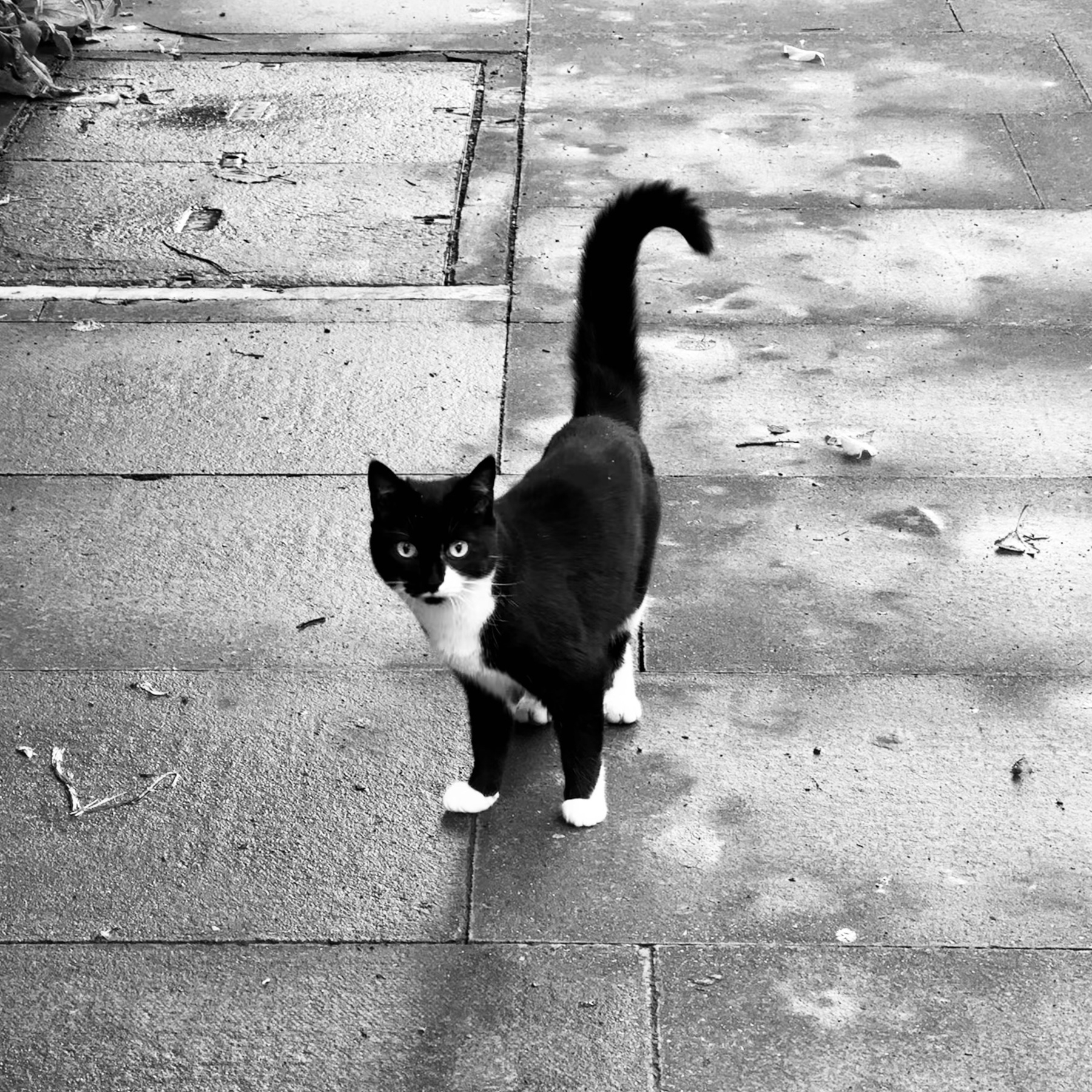 A black and white cat standing in the middle of a damp pavement. Its tail is upright, with just the top curled over.