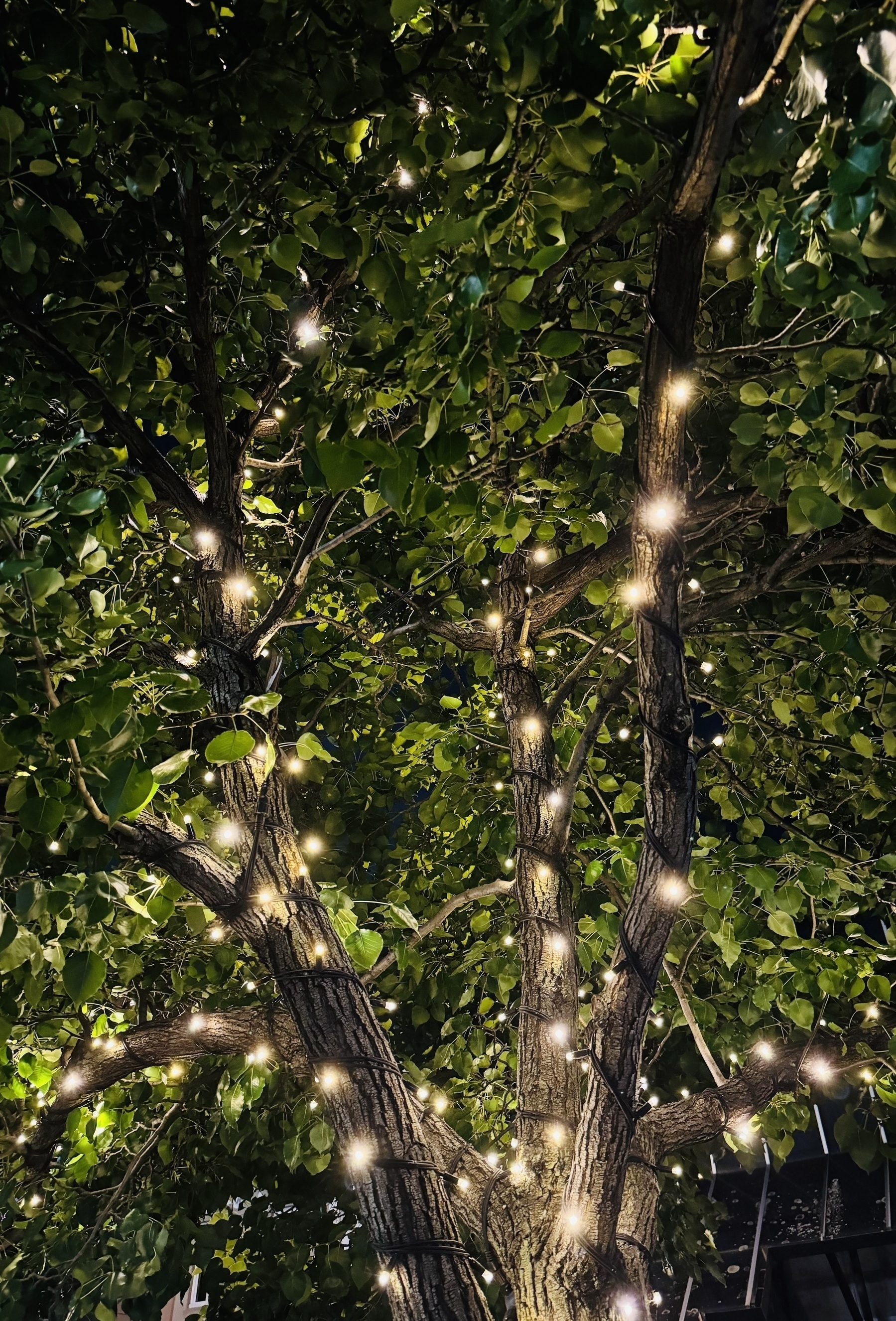 A leafy tree lit up by strands of lights that are wrapped around the trunks.