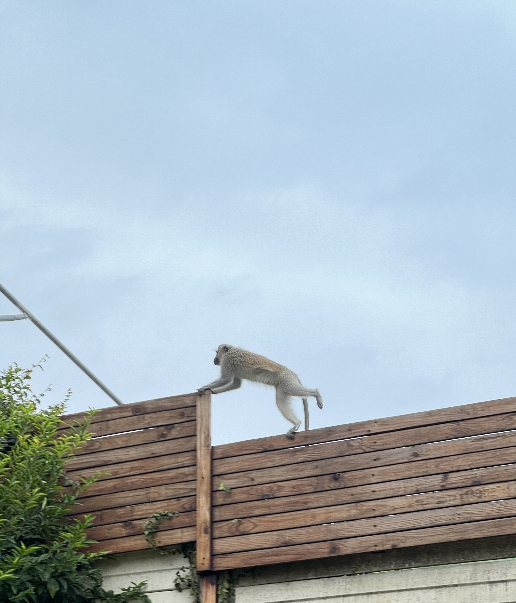 A small monkey leaping across a wooden fence.