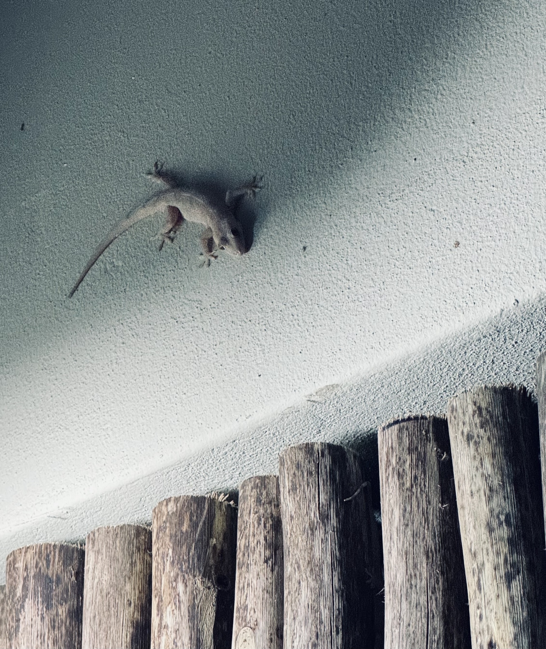 A gecko clinging to a wall above some decorative logs.
