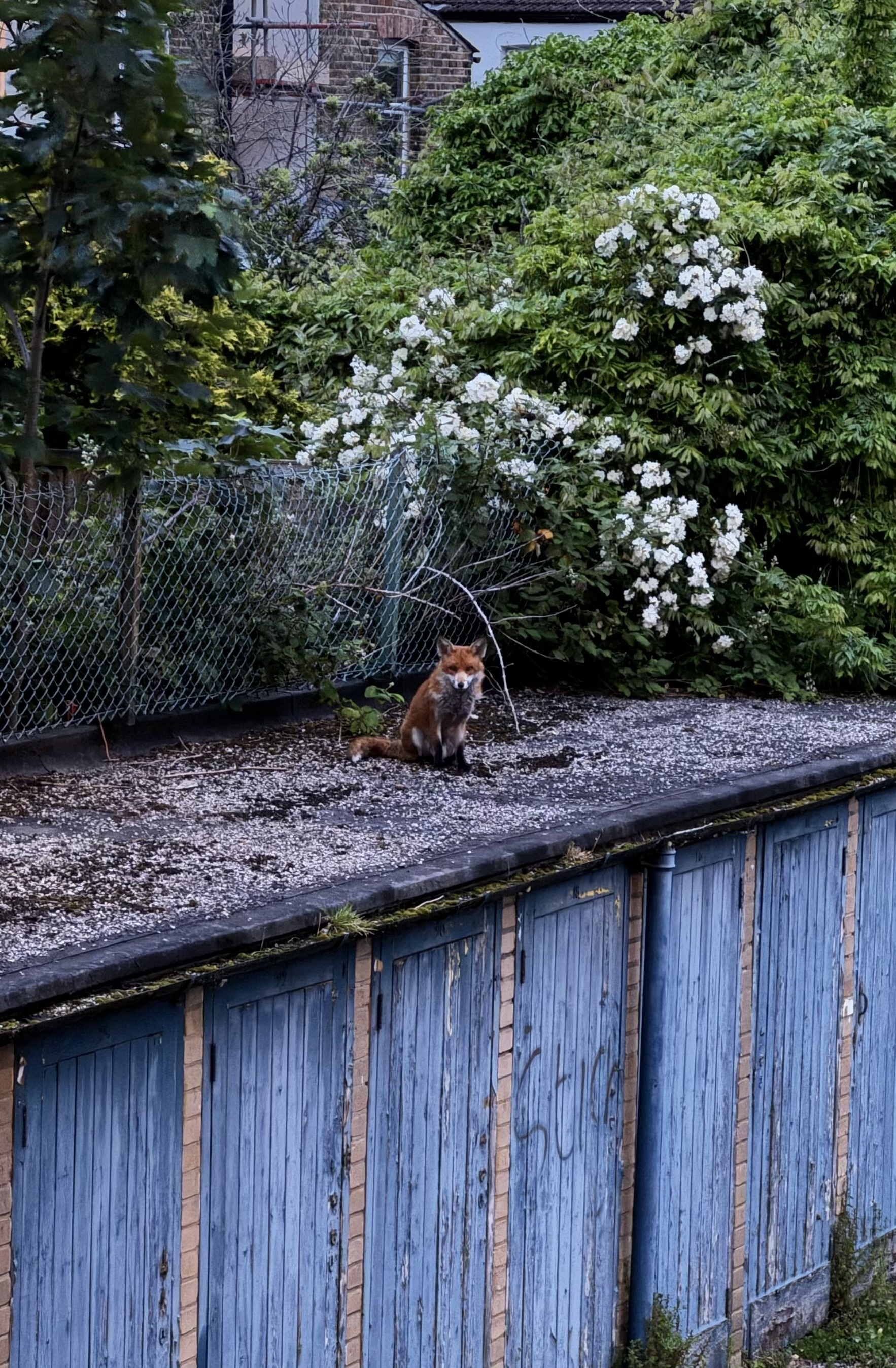 A fox resting on top of a row of sheds with blue doors.