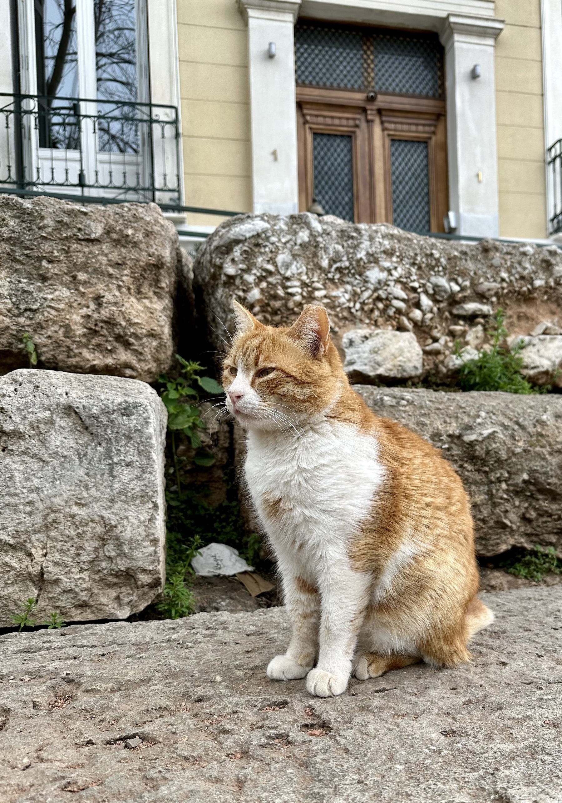 A white and ginger cat sat on a stone step.