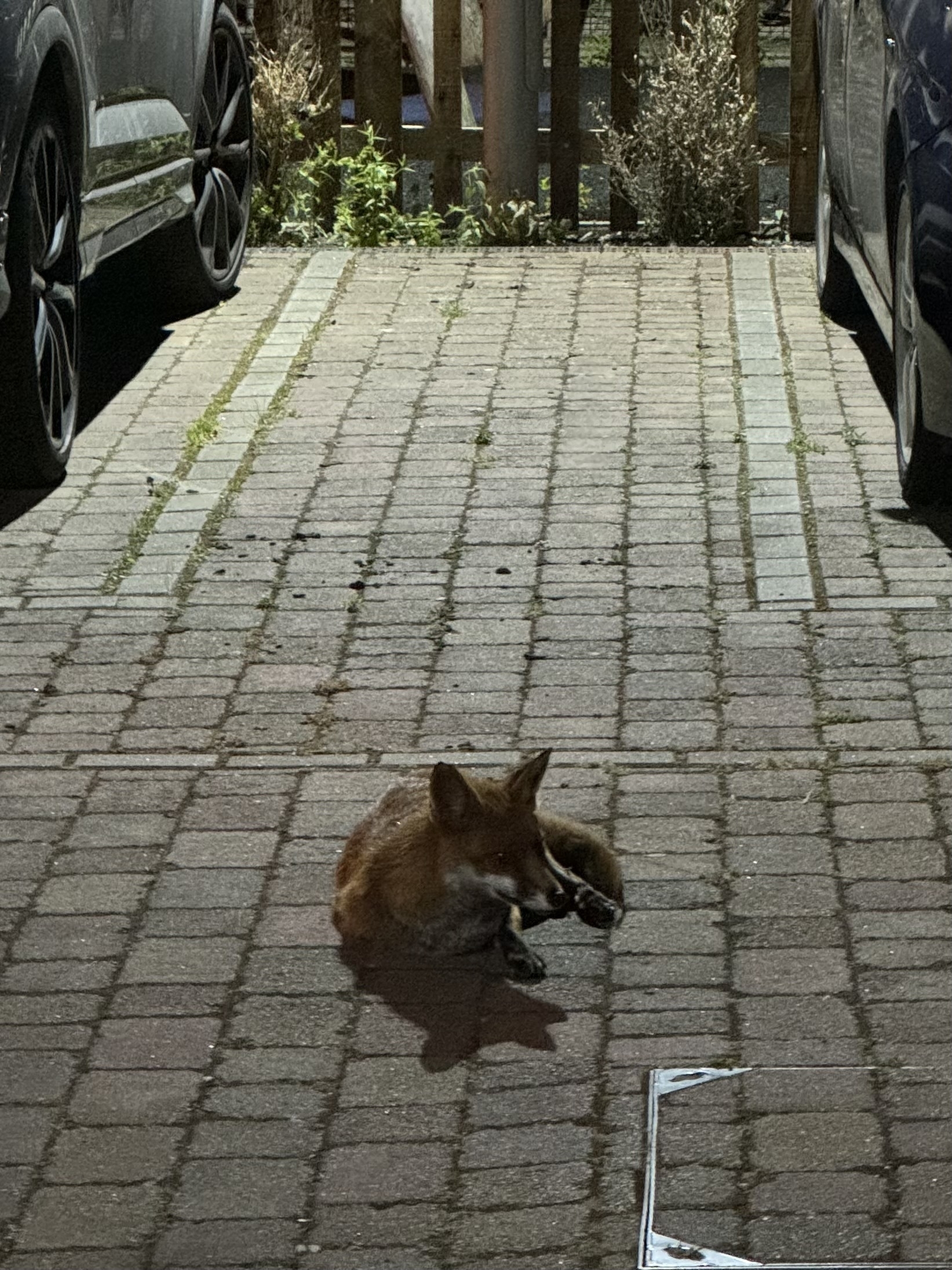 A fox resting on the ground between two cars.