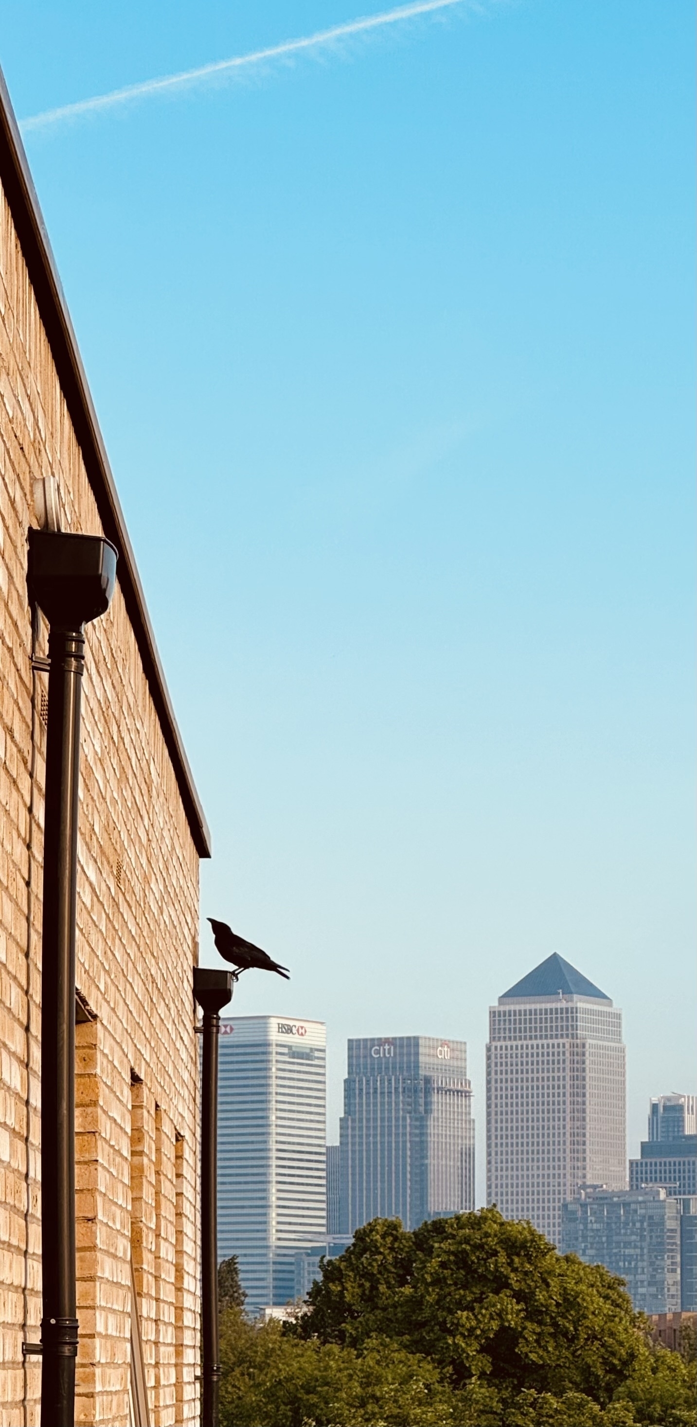 A bird perched on a gutter with the skyscrapers of Canary Wharf behind.