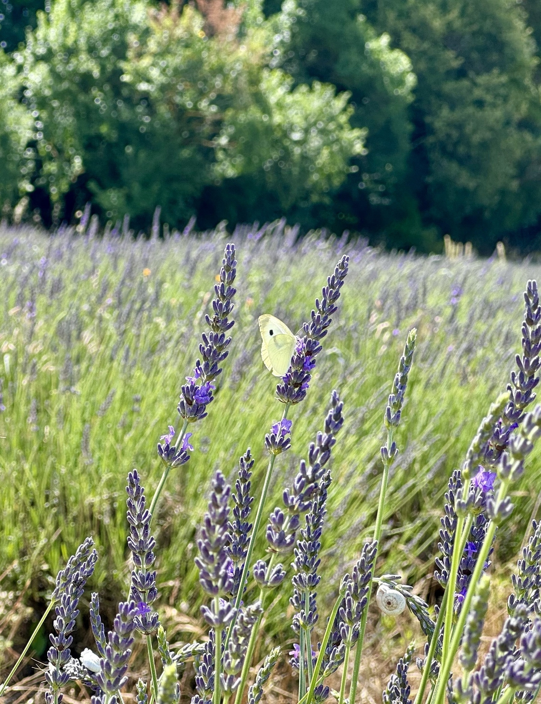 A butterfly perched on some lavender in a sunlit field.