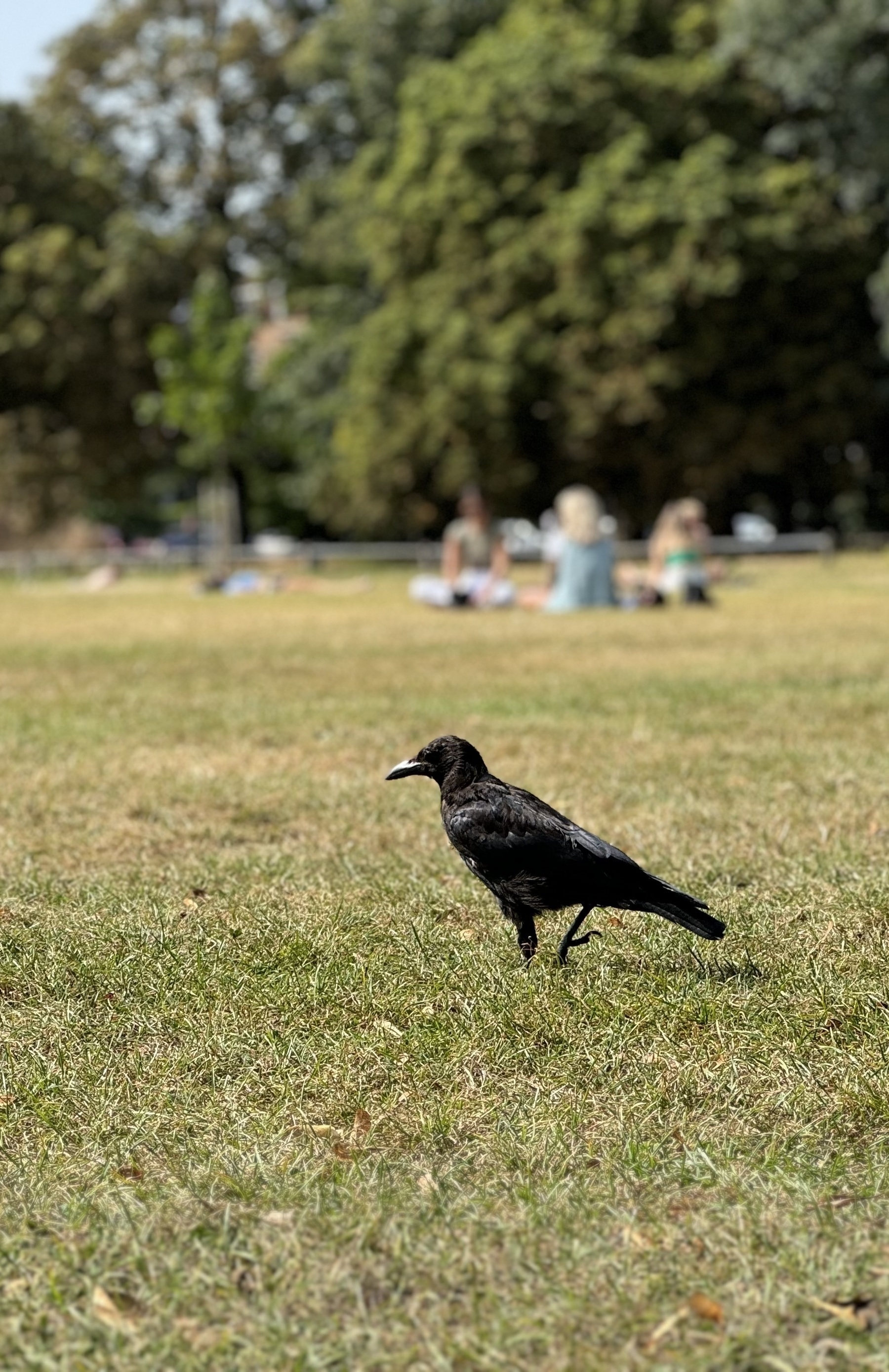 A black bird standing on sunlit grass.