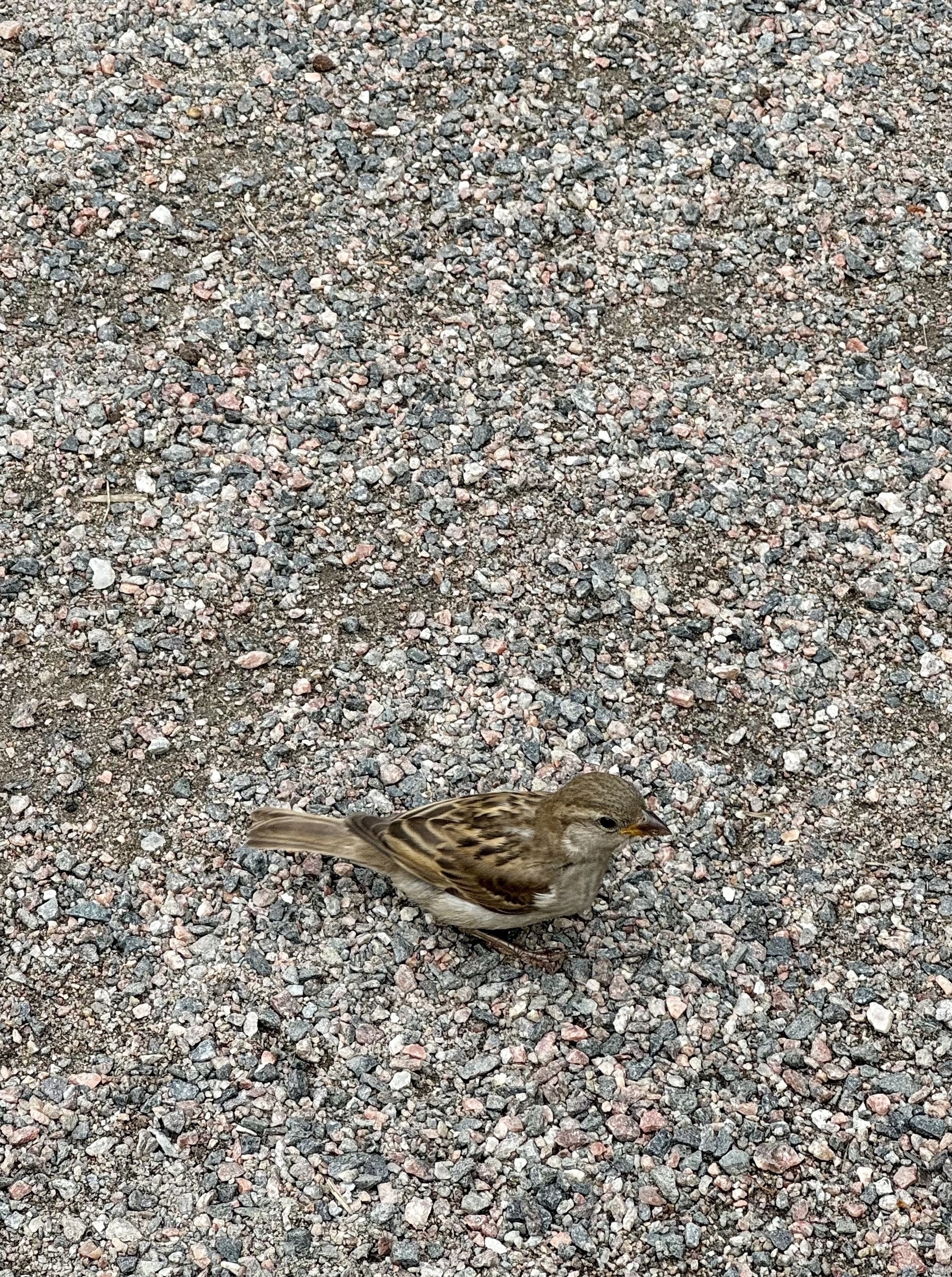 A sparrow stood on some gravel.