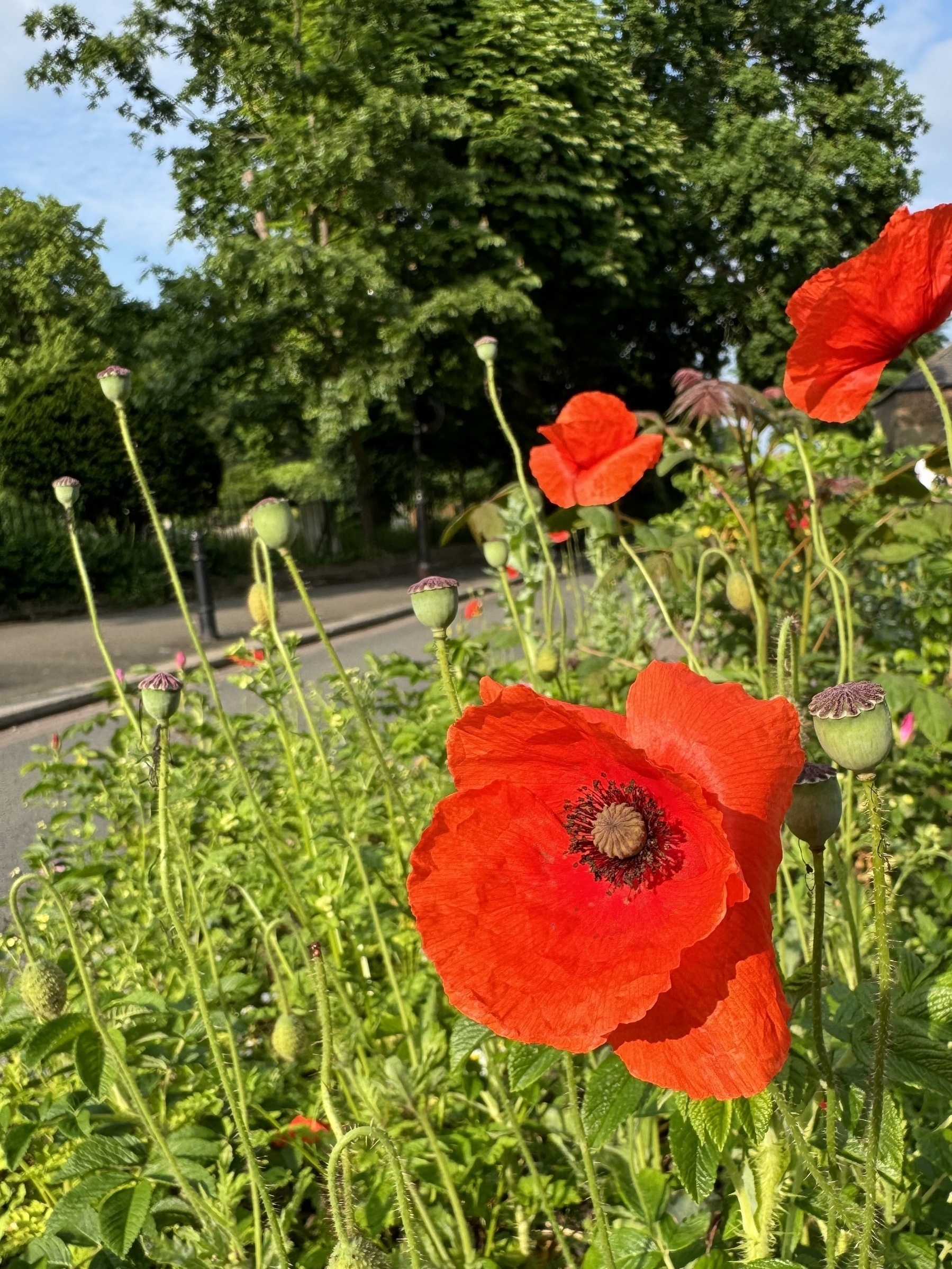 A red poppy with a road in the background.