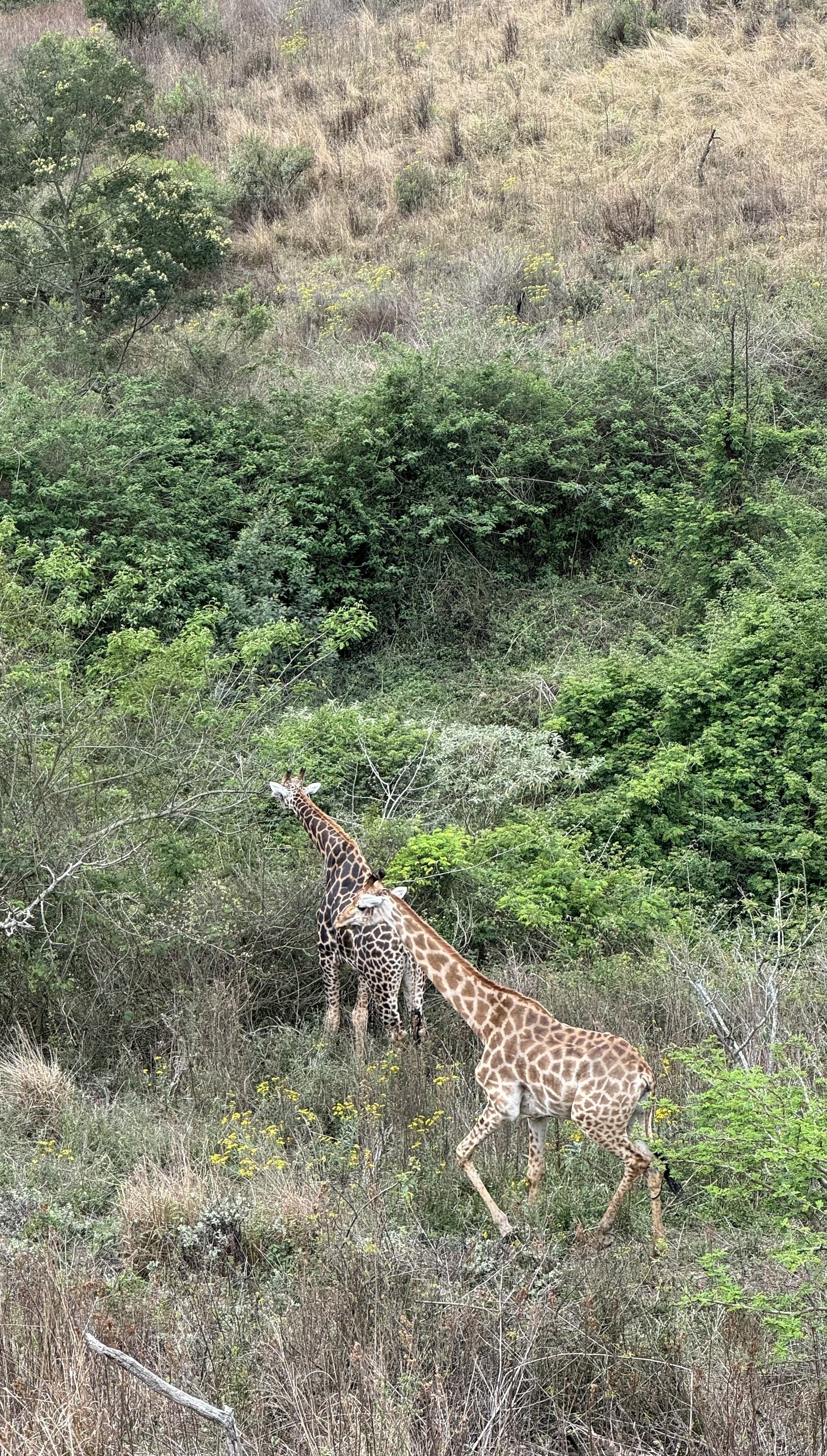 Giraffes amongst some trees.