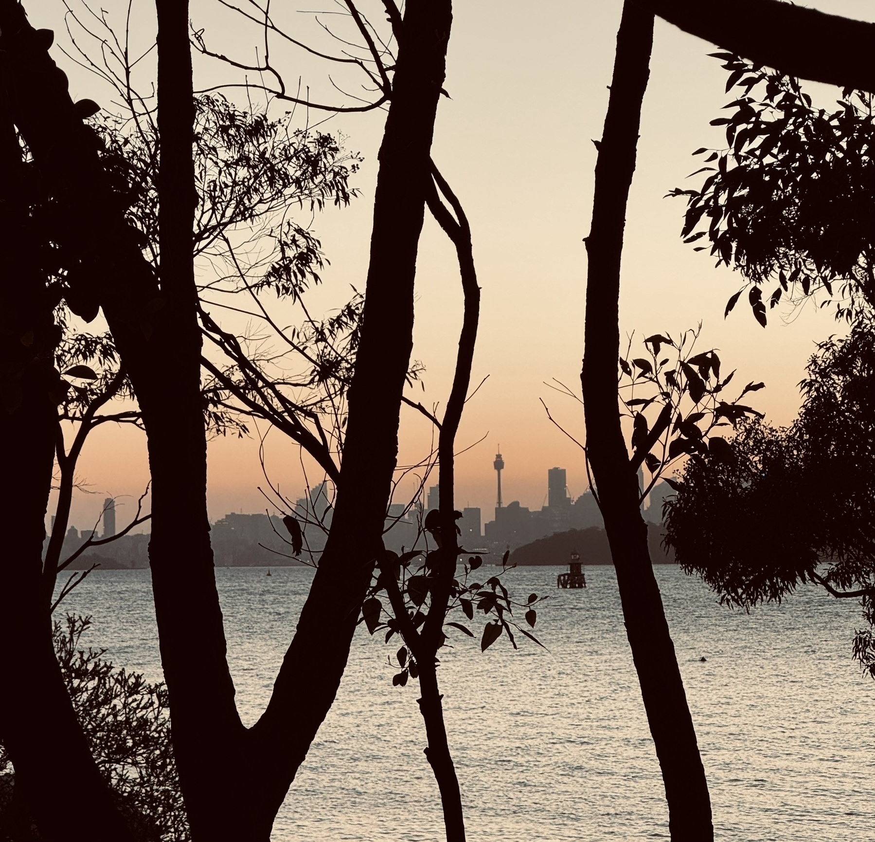 A view of the Sydney skyline at sunset, through silhouetted tree branches.
