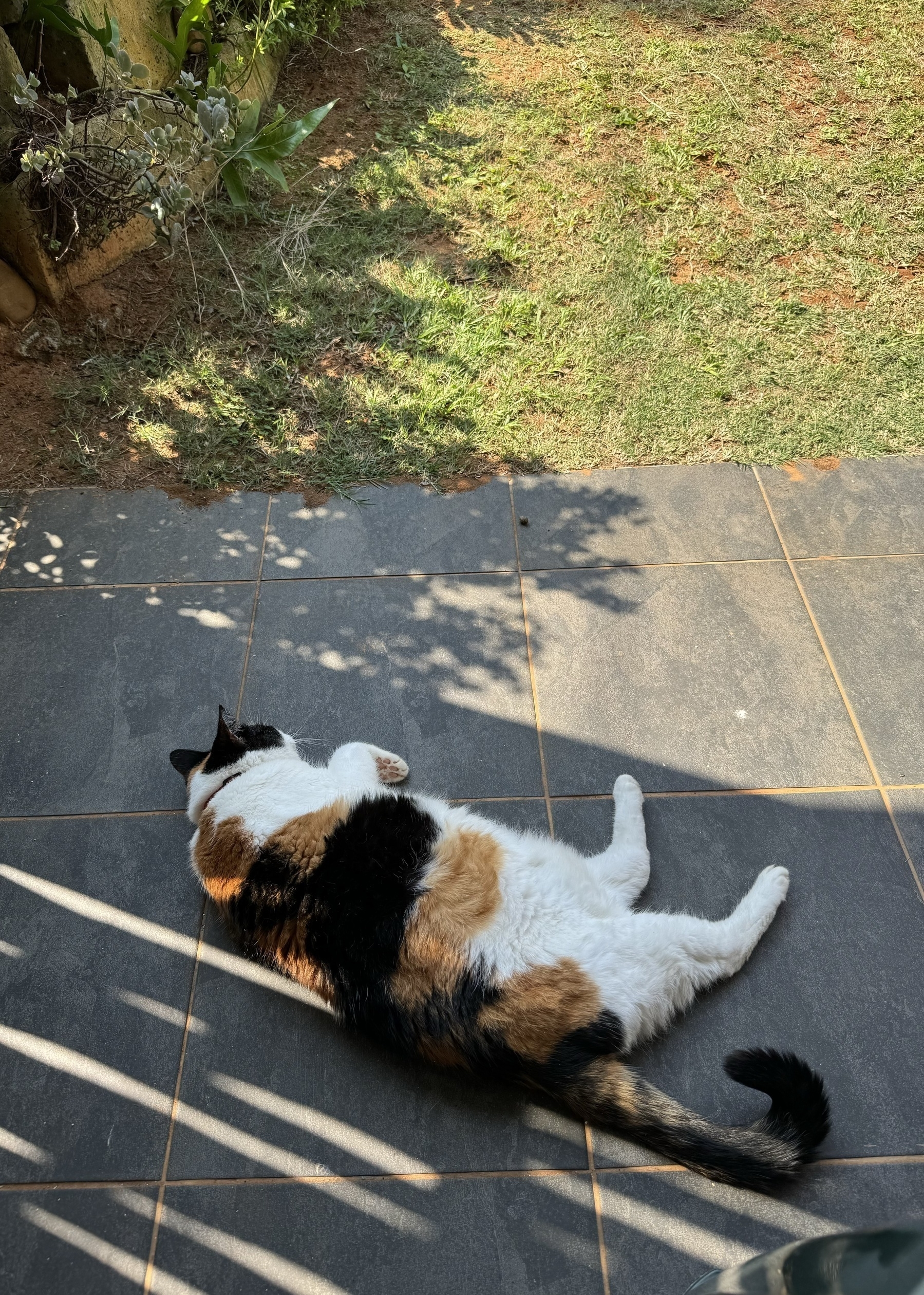 A cat napping on a patio.