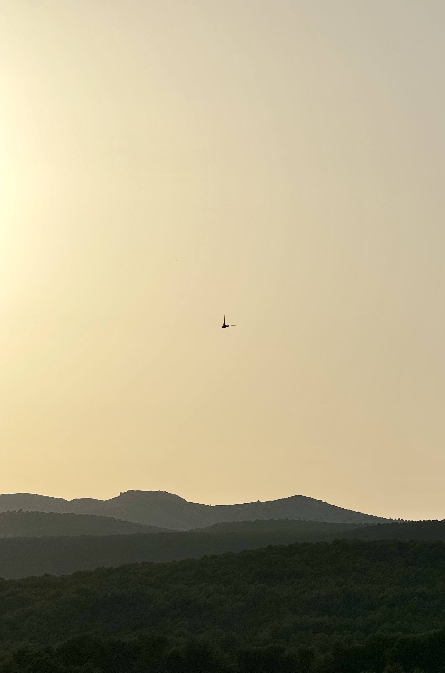 A bird flying above hills at sunset.