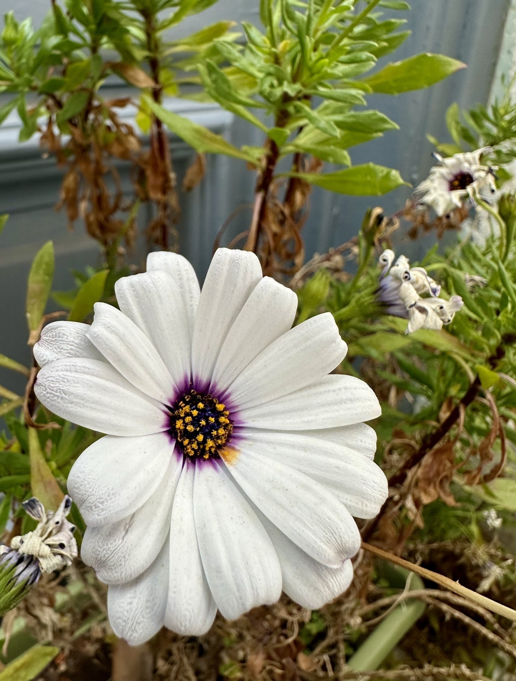 A large African daisy amongst some other plants.