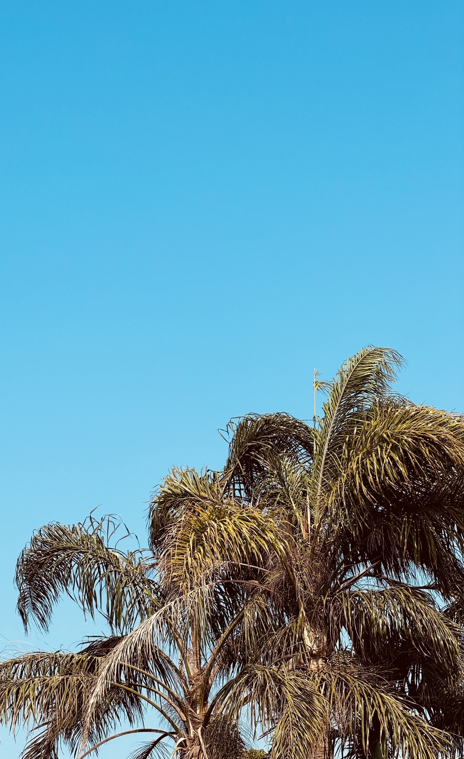 Palm trees against a clear blue sky.
