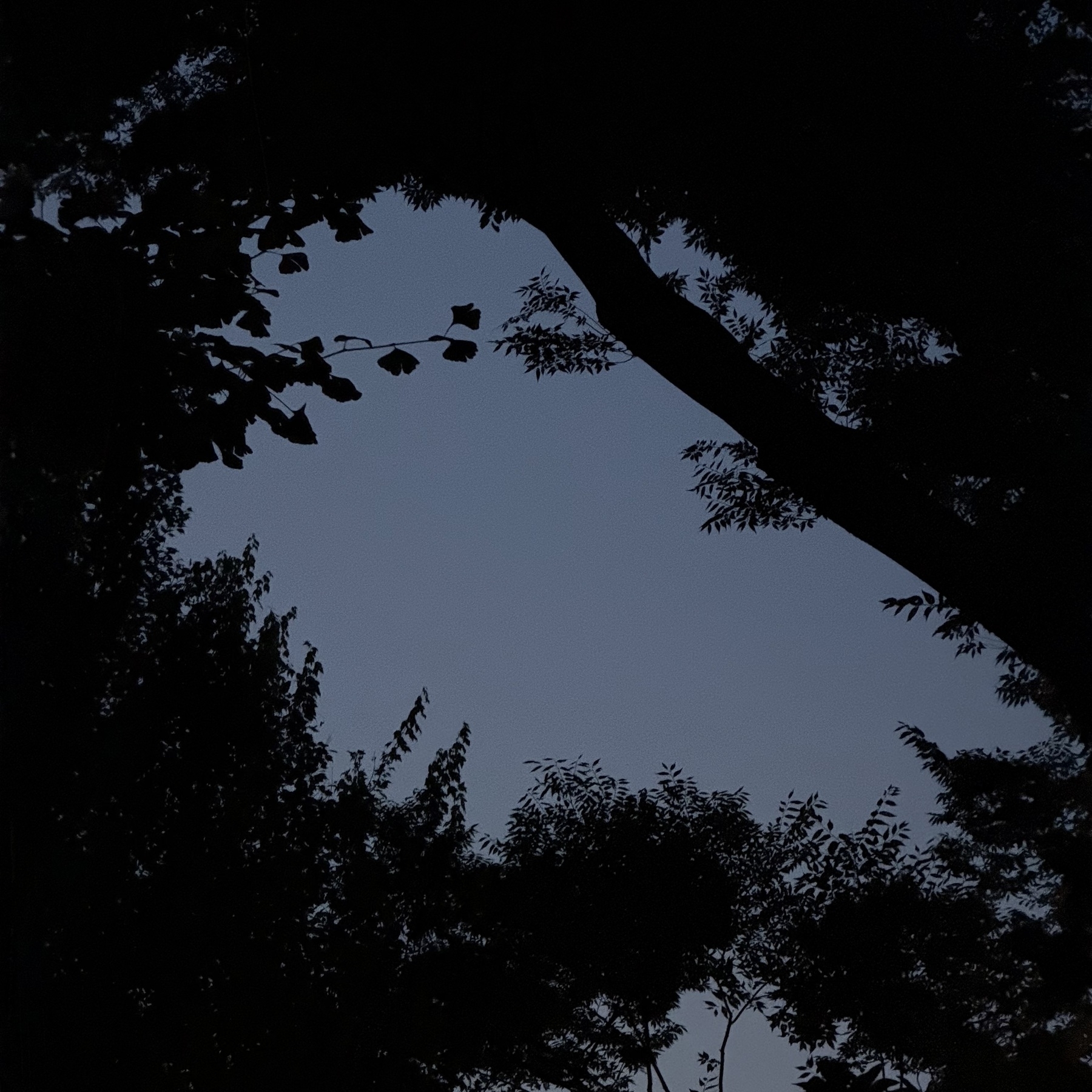 Silhouettes of leaves against a night sky.