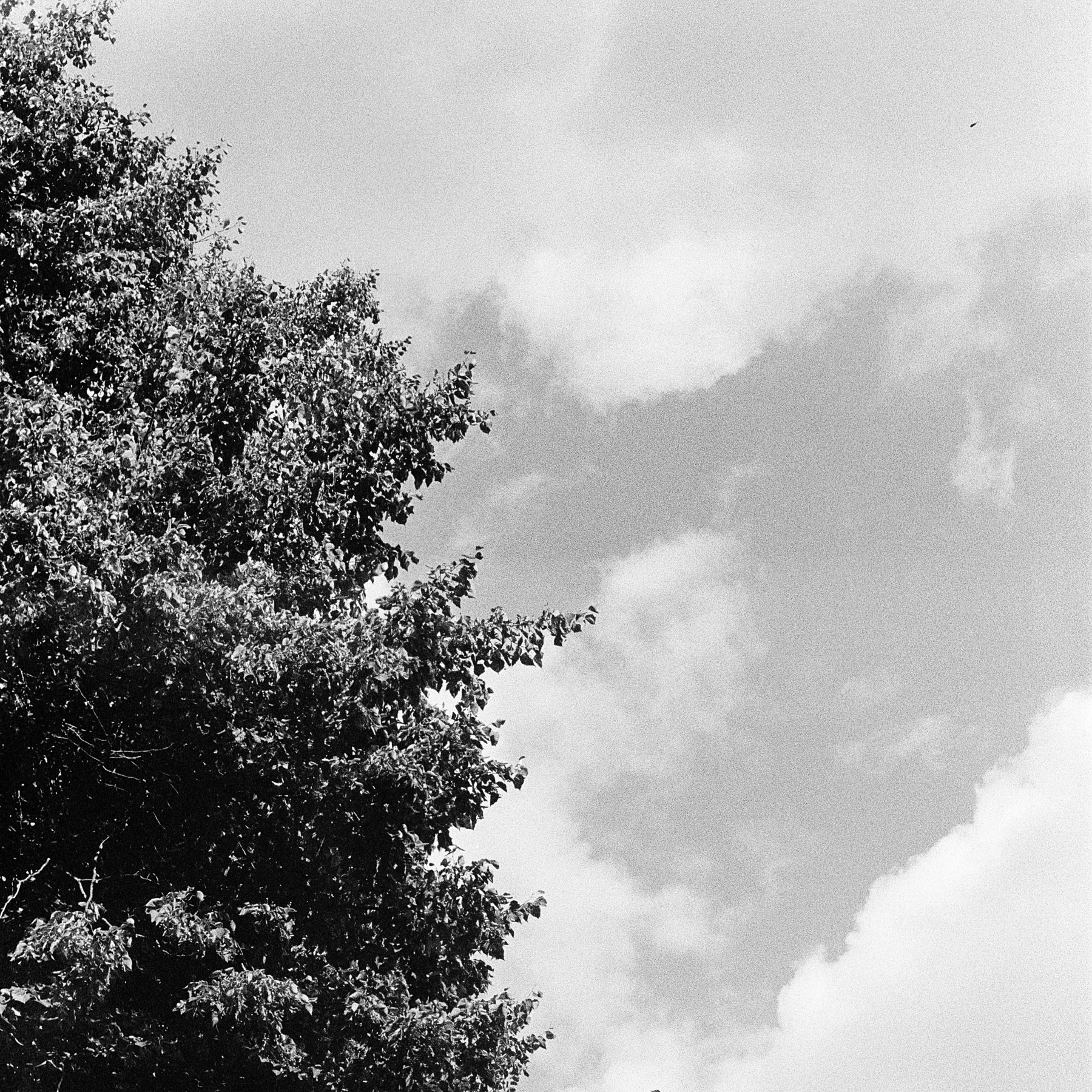 Black and white photo of a tree against a cloudy sky.