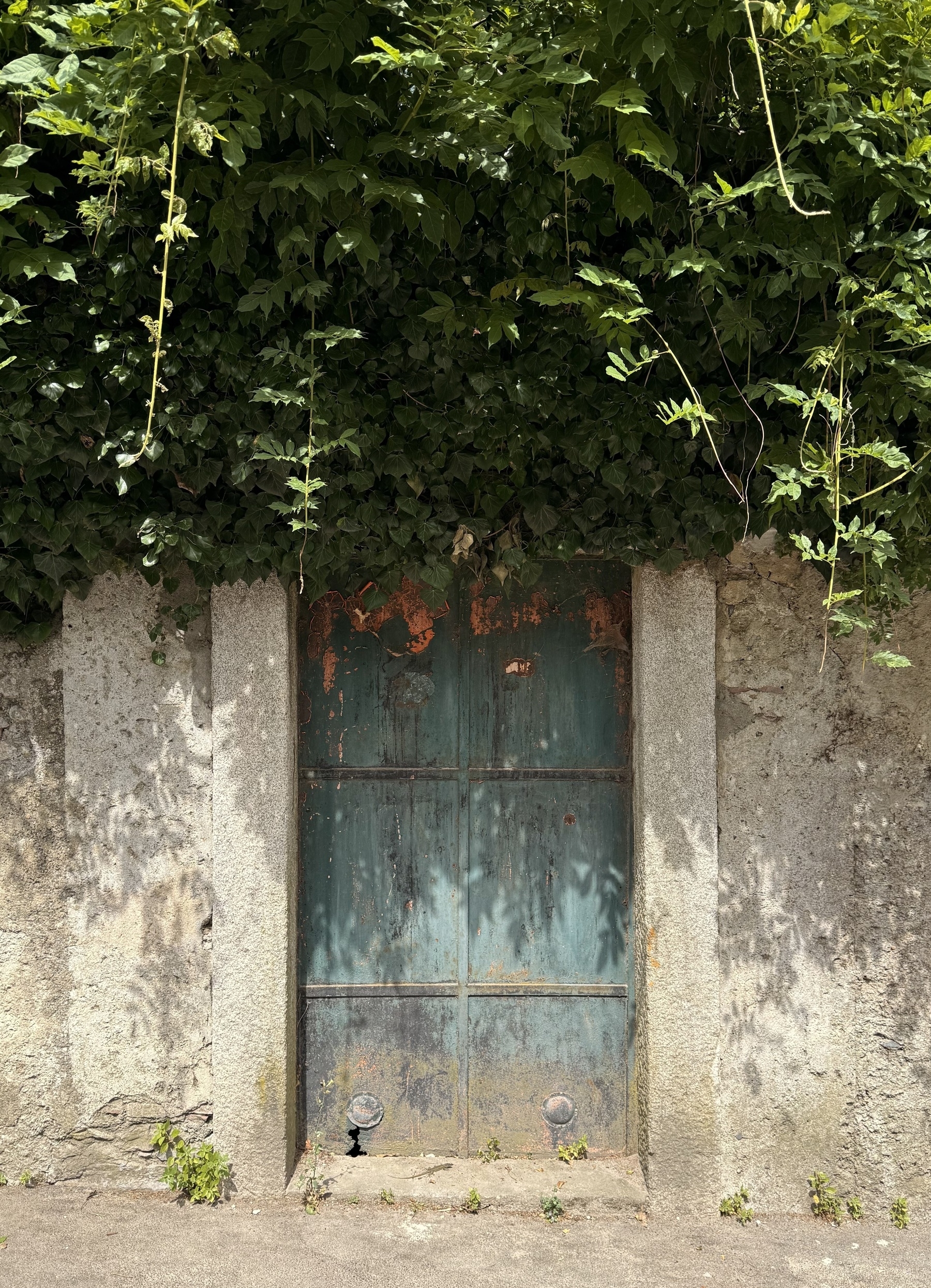 A metal door in a wall, overgrown from above by foliage.