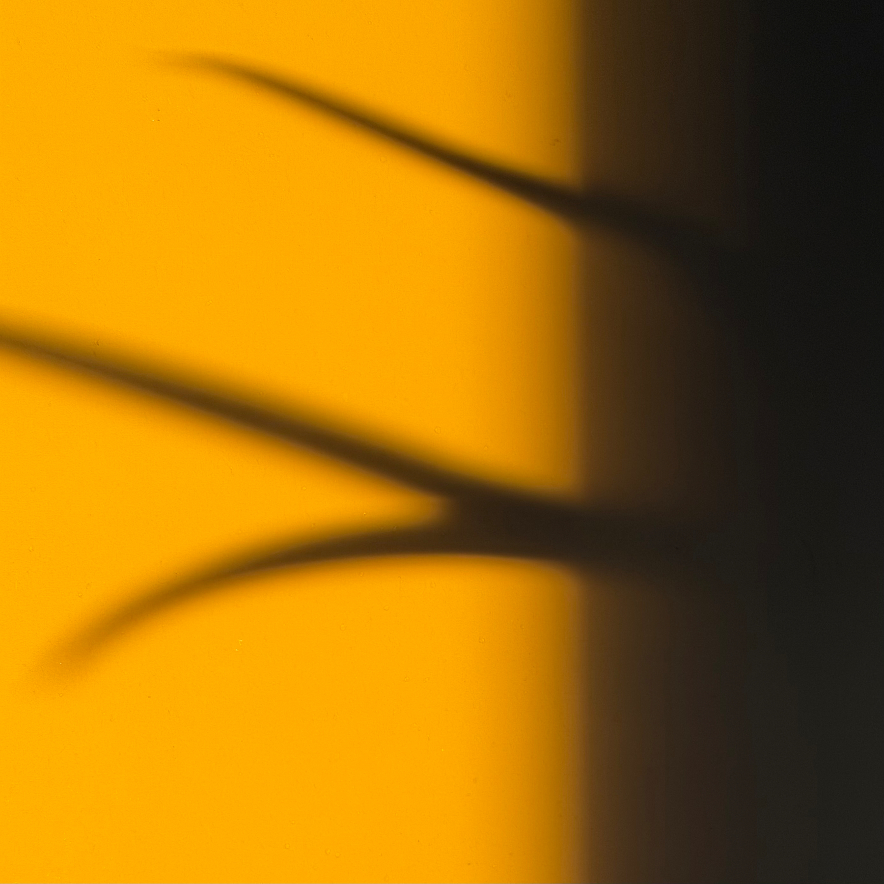 Shadows of slender leaves cast on to a wall by warm light.