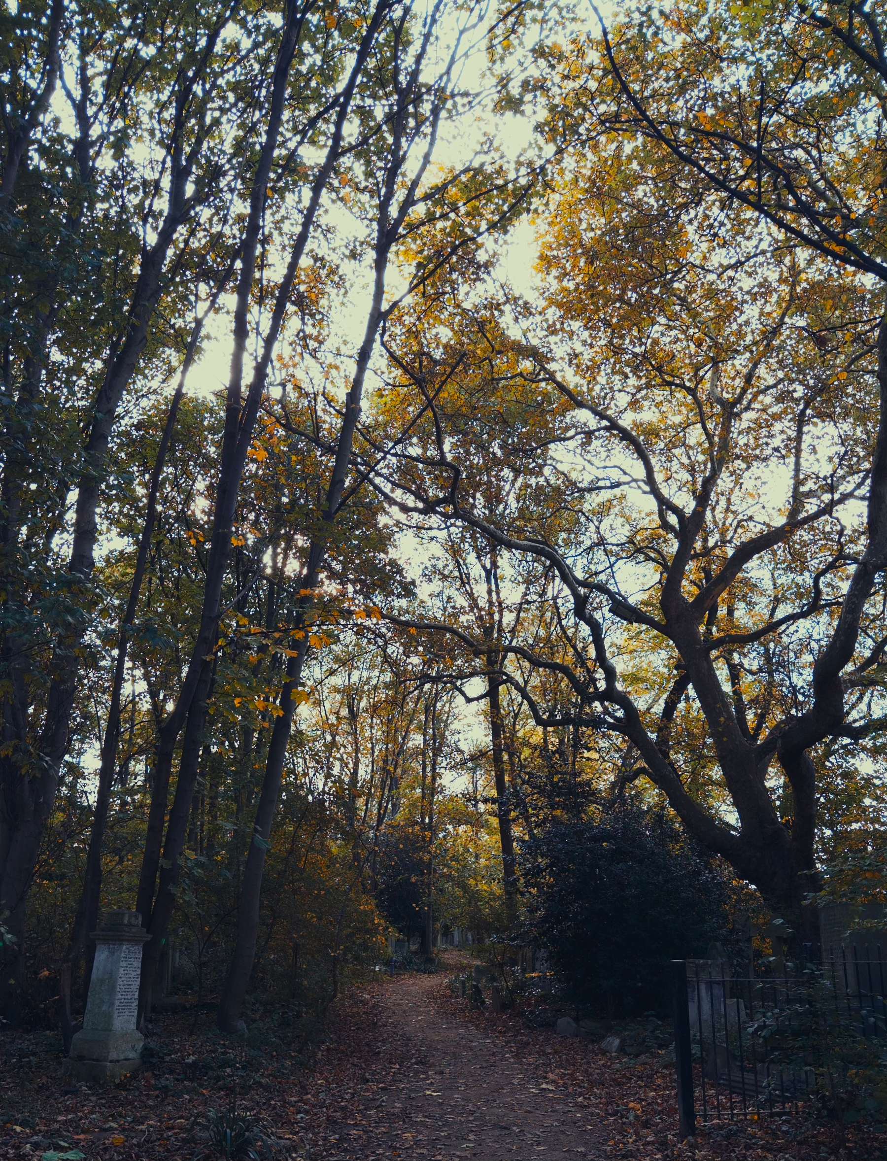 A path covered in fallen leaves winding its way between trees.