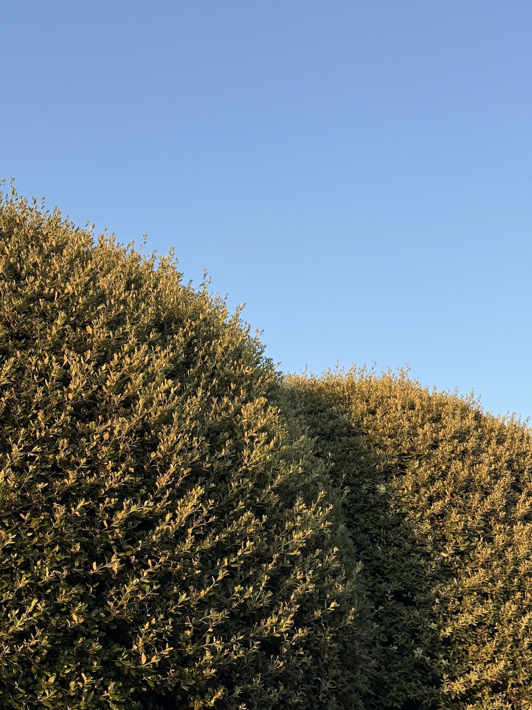 Green hedges against a blue sky.
