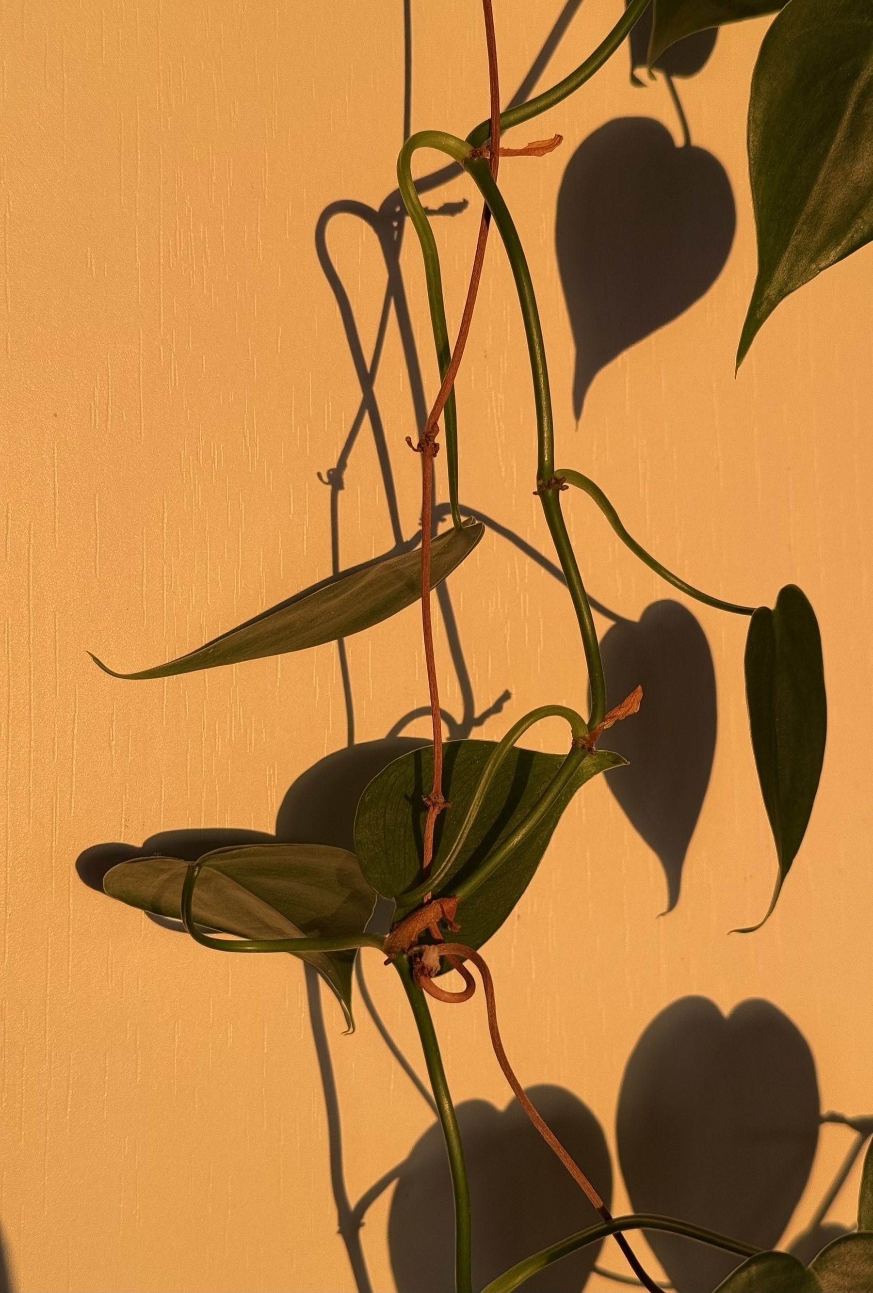 Leaves of a philodendron lit by the warm light of sunset.