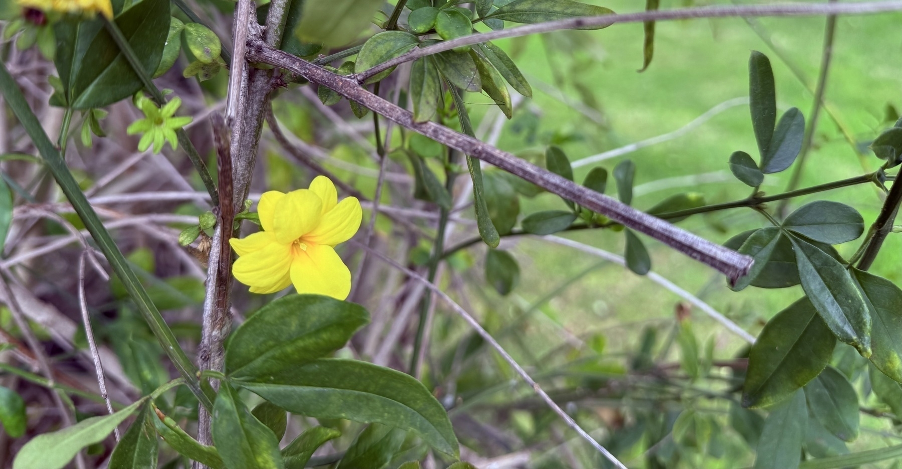 A bright yellow flower amongst branches and leaves.