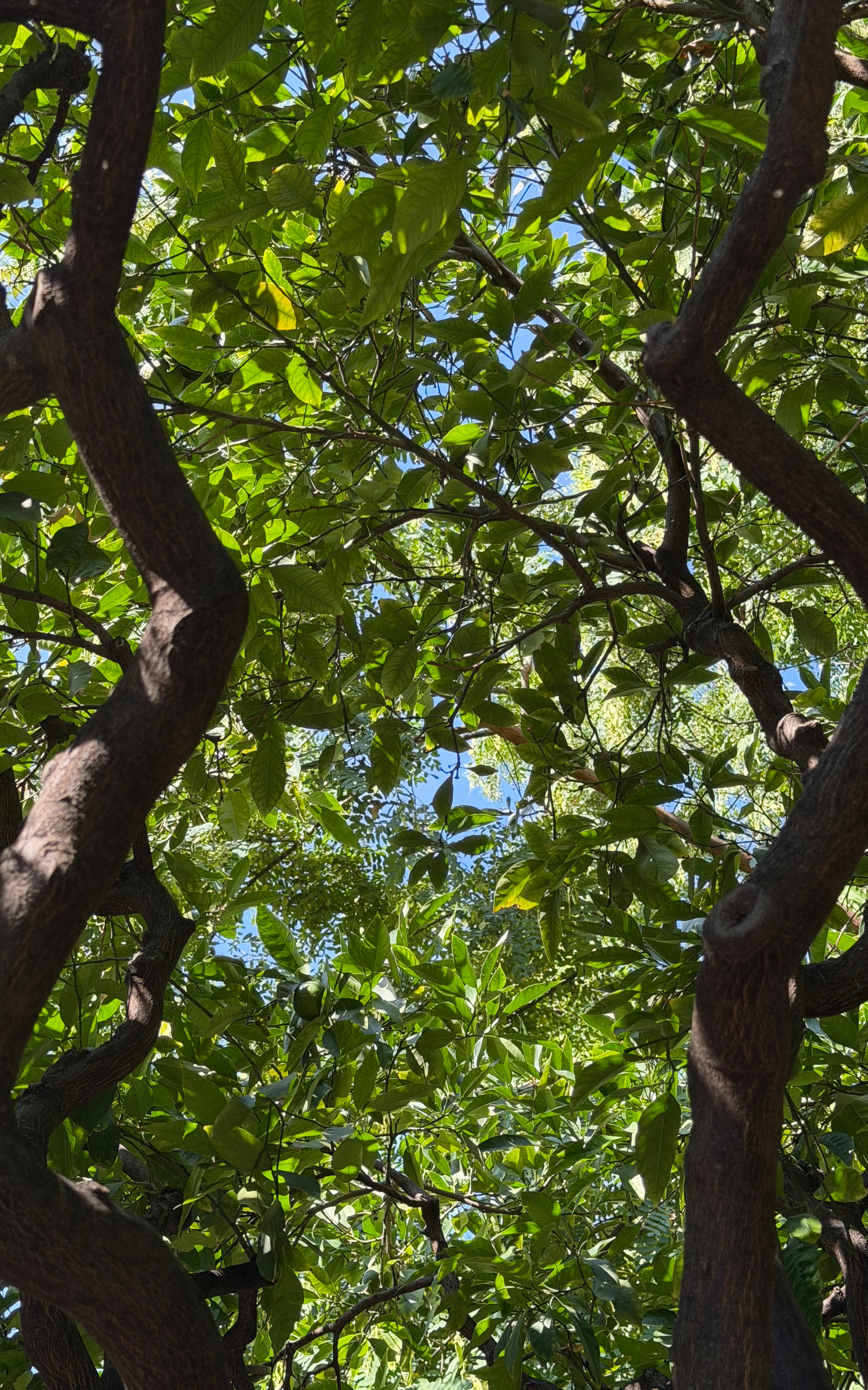 Leaves between two tree branches.