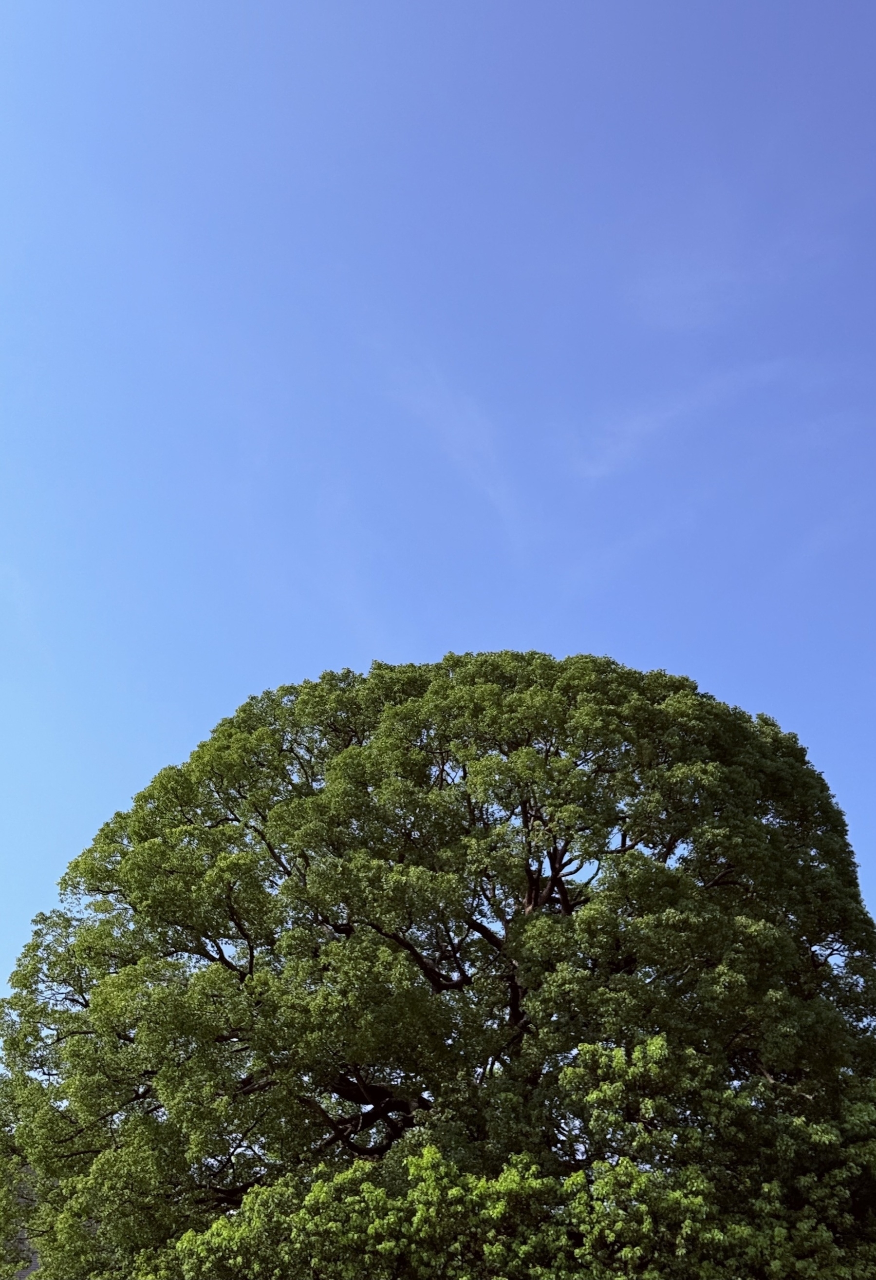 A very round tree.