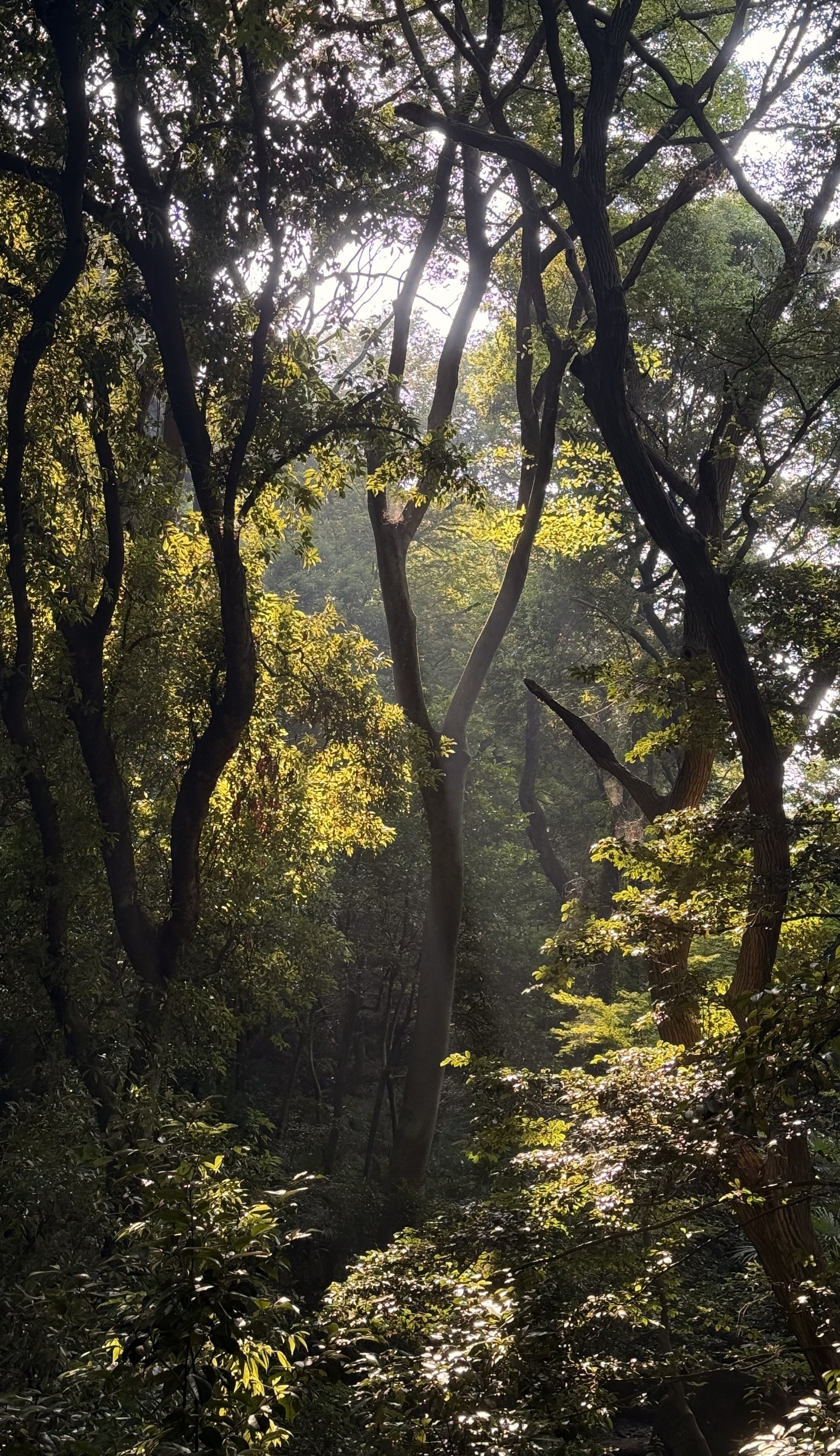 Light filtering through the canopy of a forest.