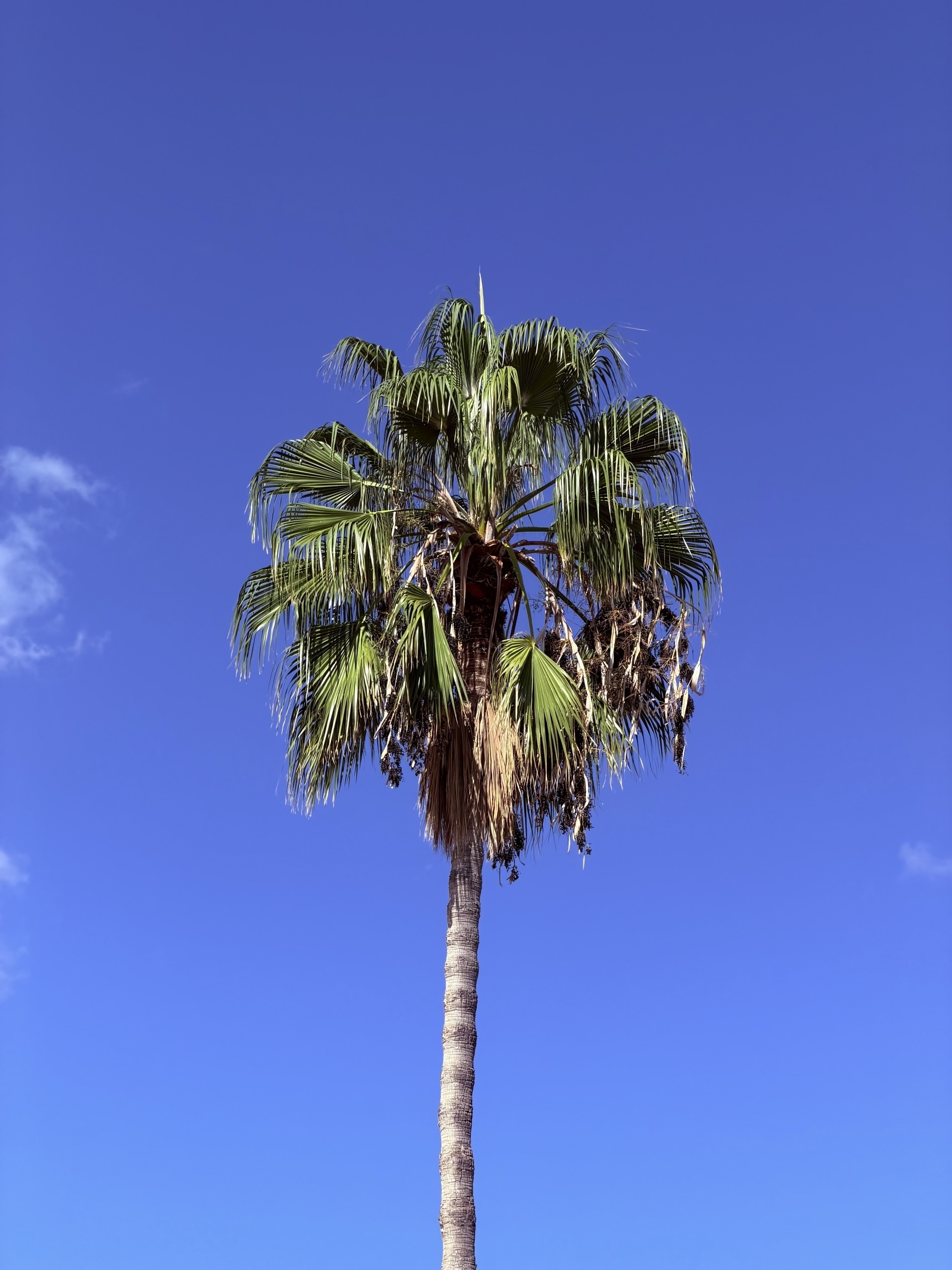 A single palm tree against a blue sky.