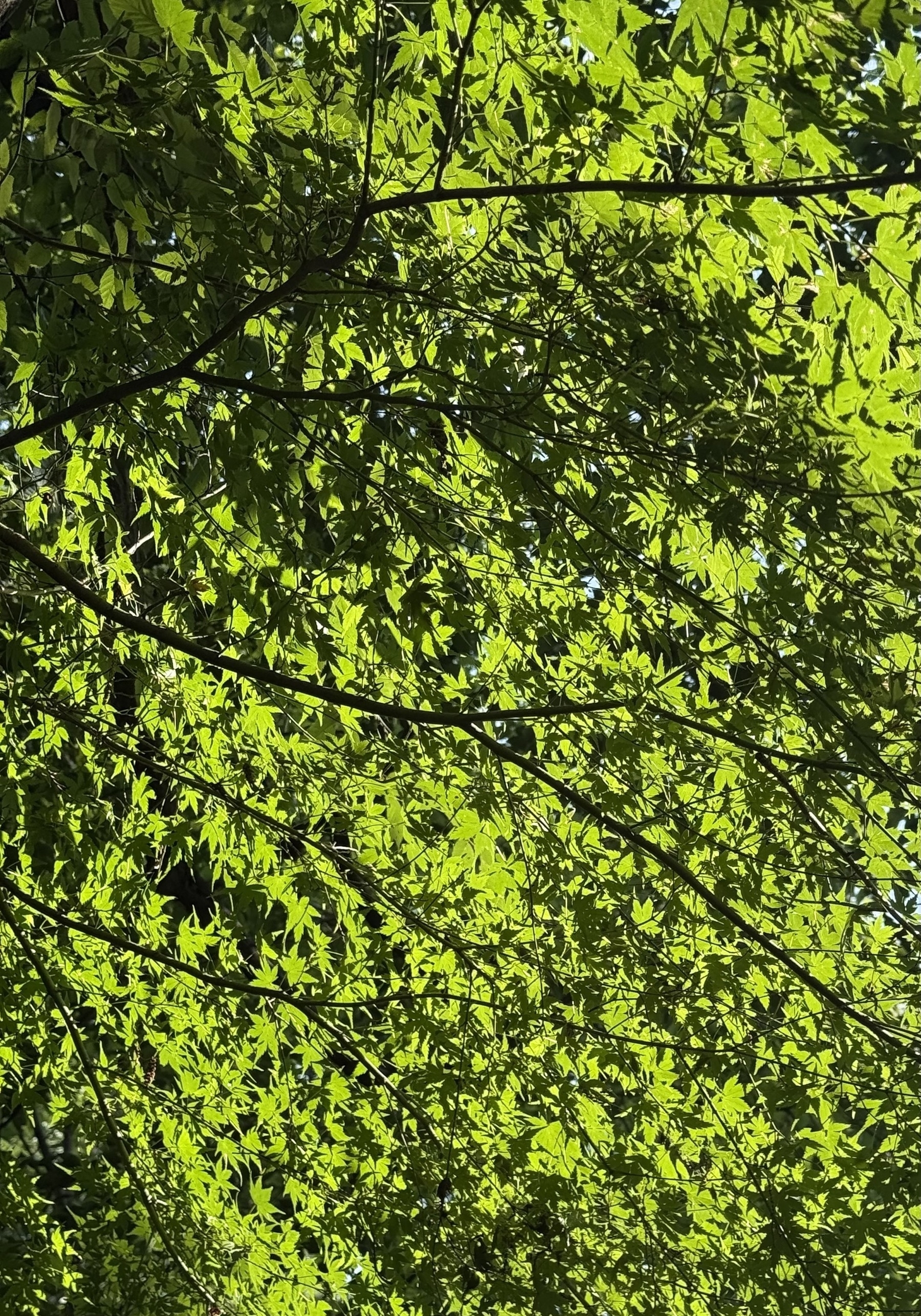 Sunlight illuminating leaves, seen from below.