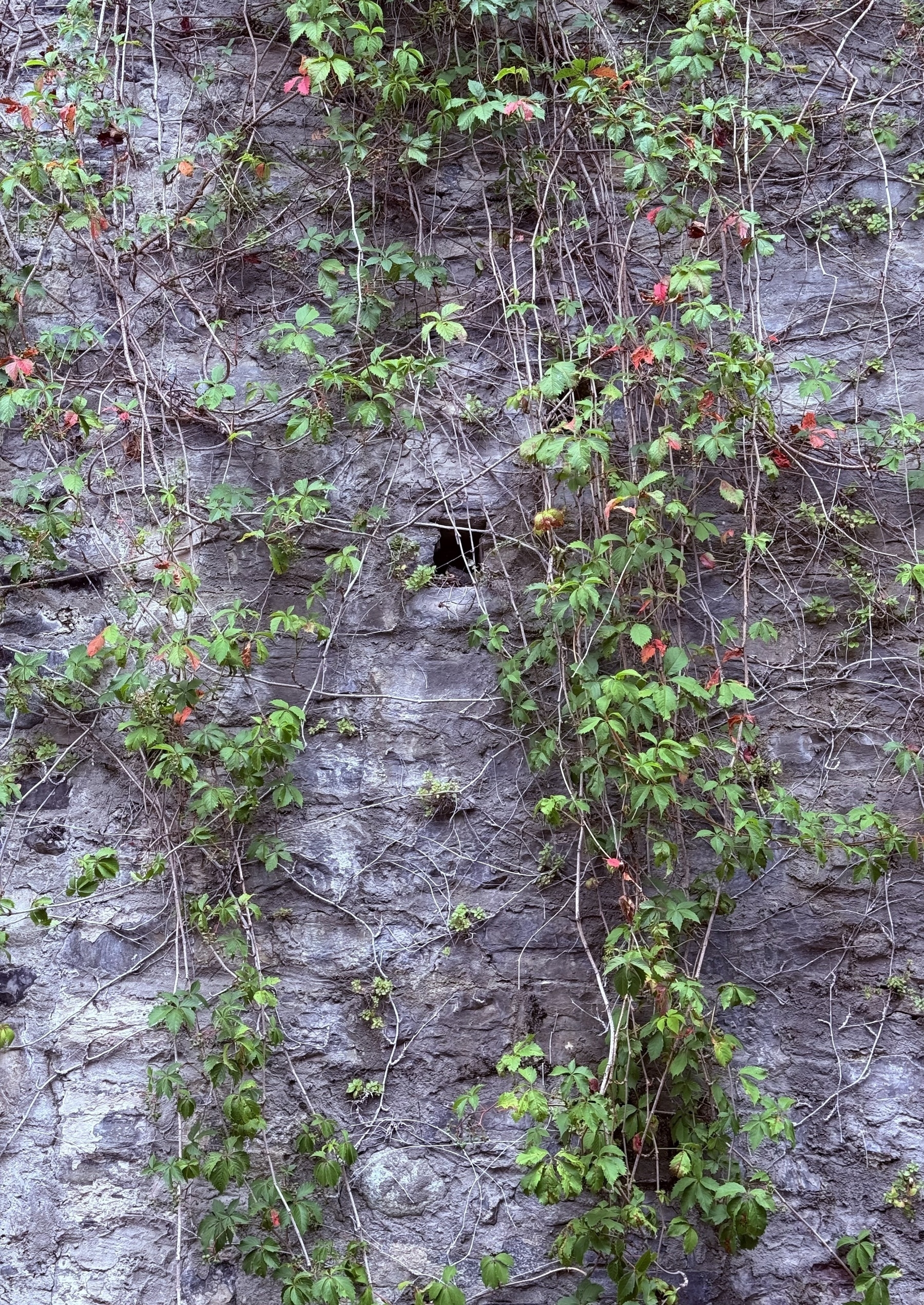 Vines growing over a stone wall.