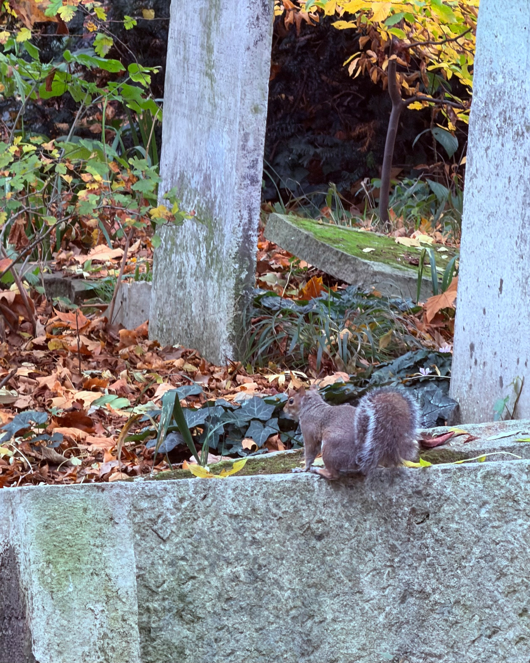 A squirrel standing on a grave with leaves in the background.
