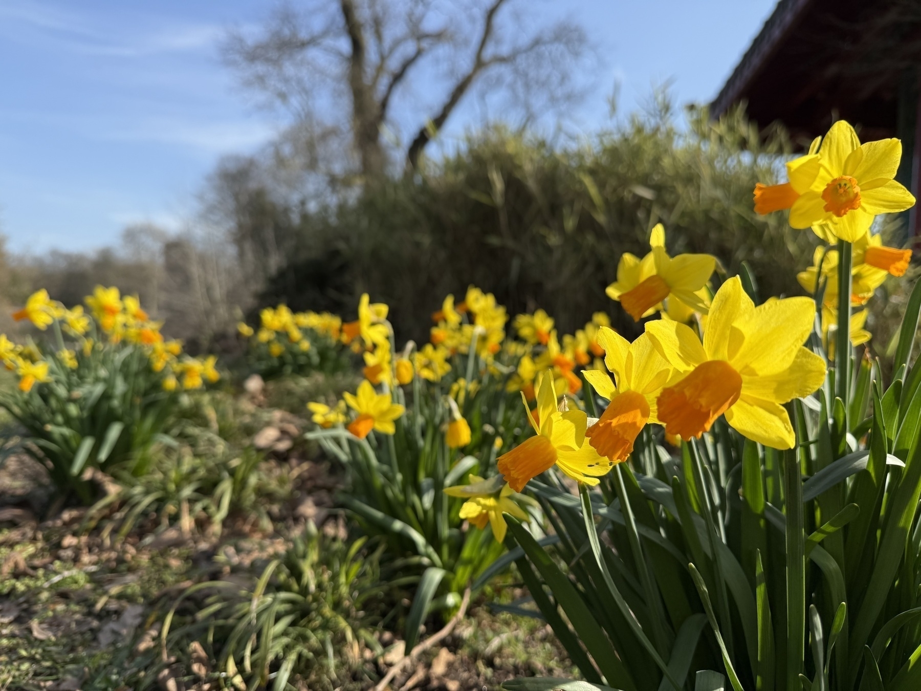 Daffodils in the bright spring sunlight.