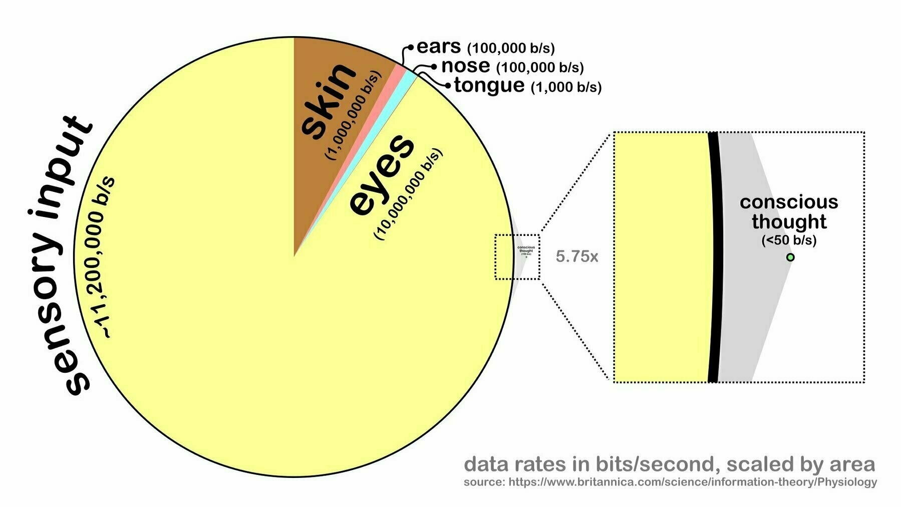 graphic from a tweet, showing the amount of bandwidth each human sense is able to take in, From Twitter