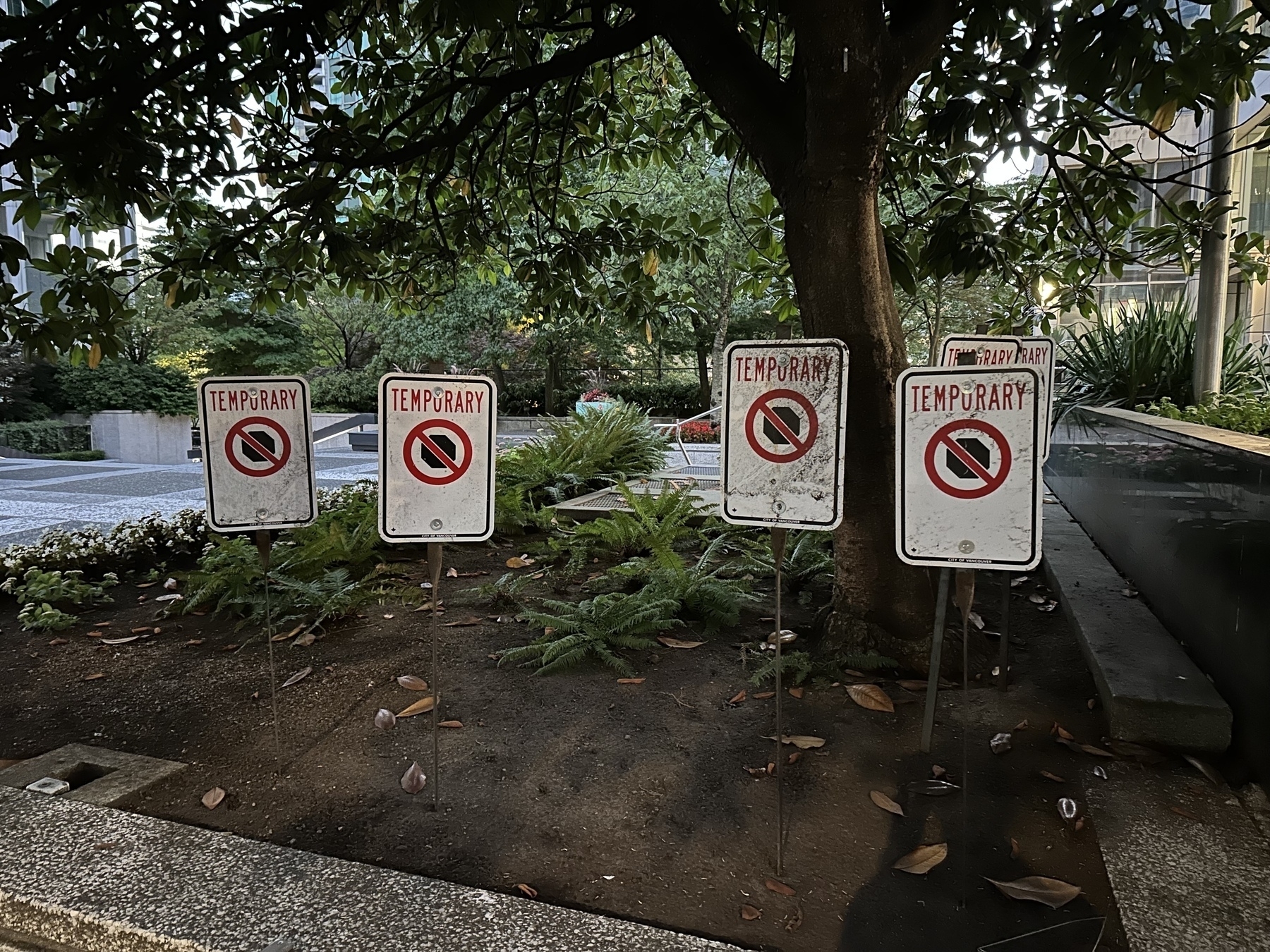 Multiple temporary no stopping signs by a tree.