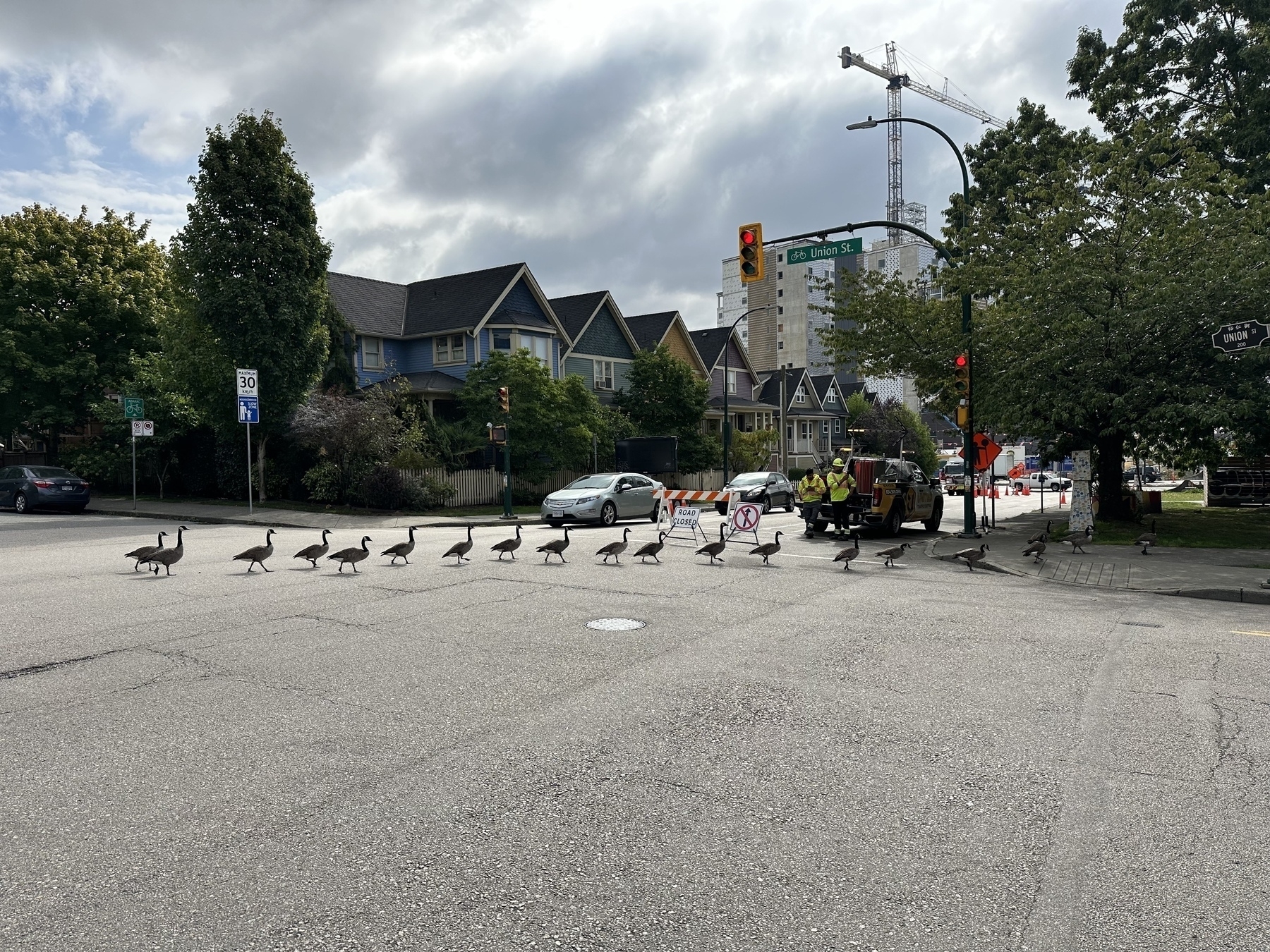 Canadian geese crossing the street.