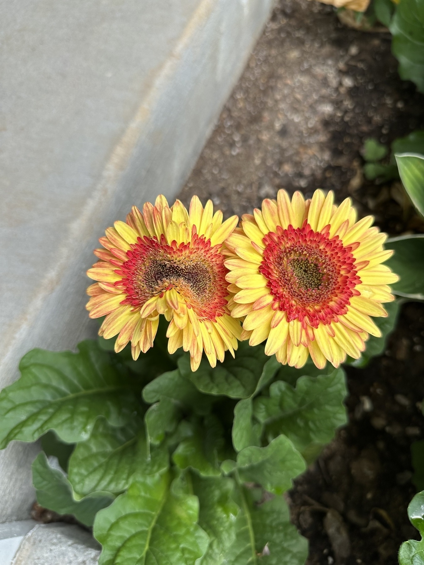 Gerbera Daisies with one flower exhibiting a unique deformity reminiscent of meiosis.