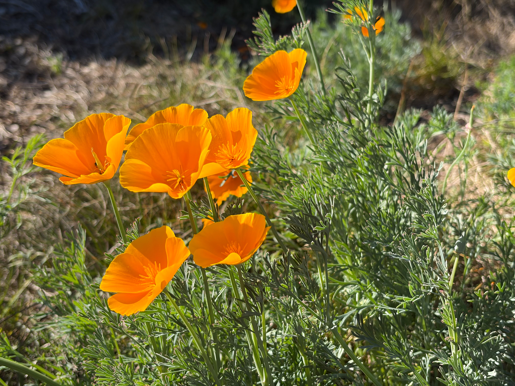 Bright orange California poppies bloom vibrantly amidst green foliage in a sunlit natural setting.